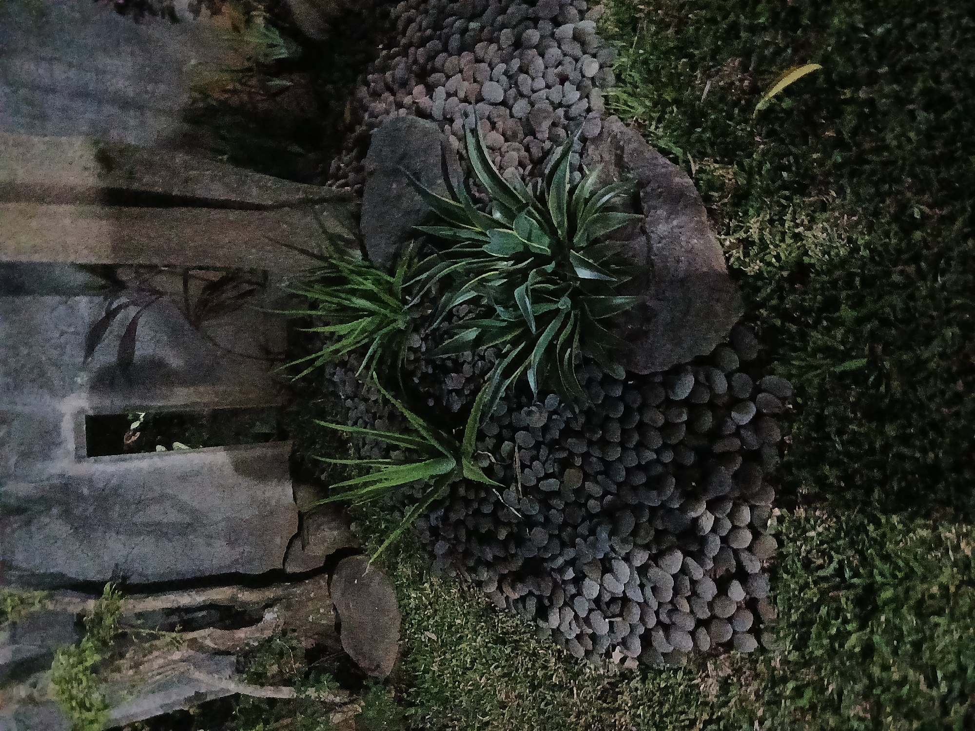 The image depicts an outdoor scene at night in Sekarputih, Indonesia. The foreground features lush green grass interspersed with a patch of dark, rounded stones. Several succulents, including agave plants, are planted in the stony area, some nestled against large rocks. In the background, a textured concrete wall with vertical divisions and a rectangular opening stands partially obscured by foliage and tree trunks. The lighting suggests artificial illumination, casting shadows and highlighting the textures of the stone, plants, and wall. There are no people or visible animals in the frame.