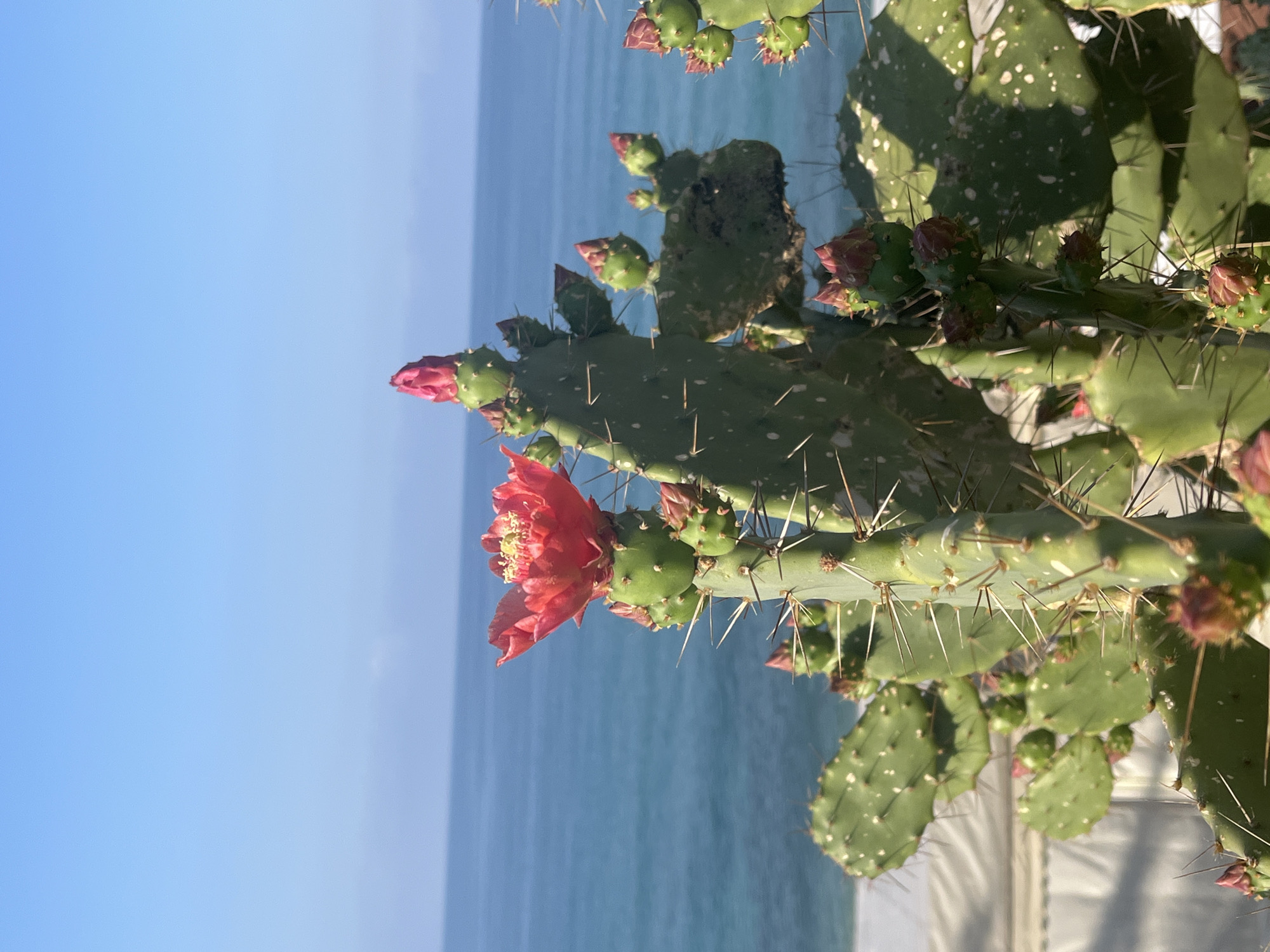 A vibrant flowering prickly pear cactus (Opuntia) dominates the foreground of this vertically oriented image. The cactus, primarily composed of broad, green, paddle-shaped pads, is covered with numerous sharp, light-colored spines and scattered white spots. Two prominent red-orange flowers with bright yellow centers are in full bloom on the left side of the plant, adding a striking burst of color. Several smaller, reddish flower buds and green fruits are also visible among the pads, indicating various stages of growth.
The background features a vast expanse of calm, blue-green sea under a clear, bright blue sky, with the horizon line visible in the distance. The lighting suggests it is daytime, likely morning or afternoon, with sunny weather. A small portion of a light-colored structure, possibly a wall or railing, is partially visible in the bottom right corner. The scene depicts natural beauty and tranquility, characteristic of a warm coastal environment. Given the provided context, the location is Alanya, Turkey. No text is visible in the image.