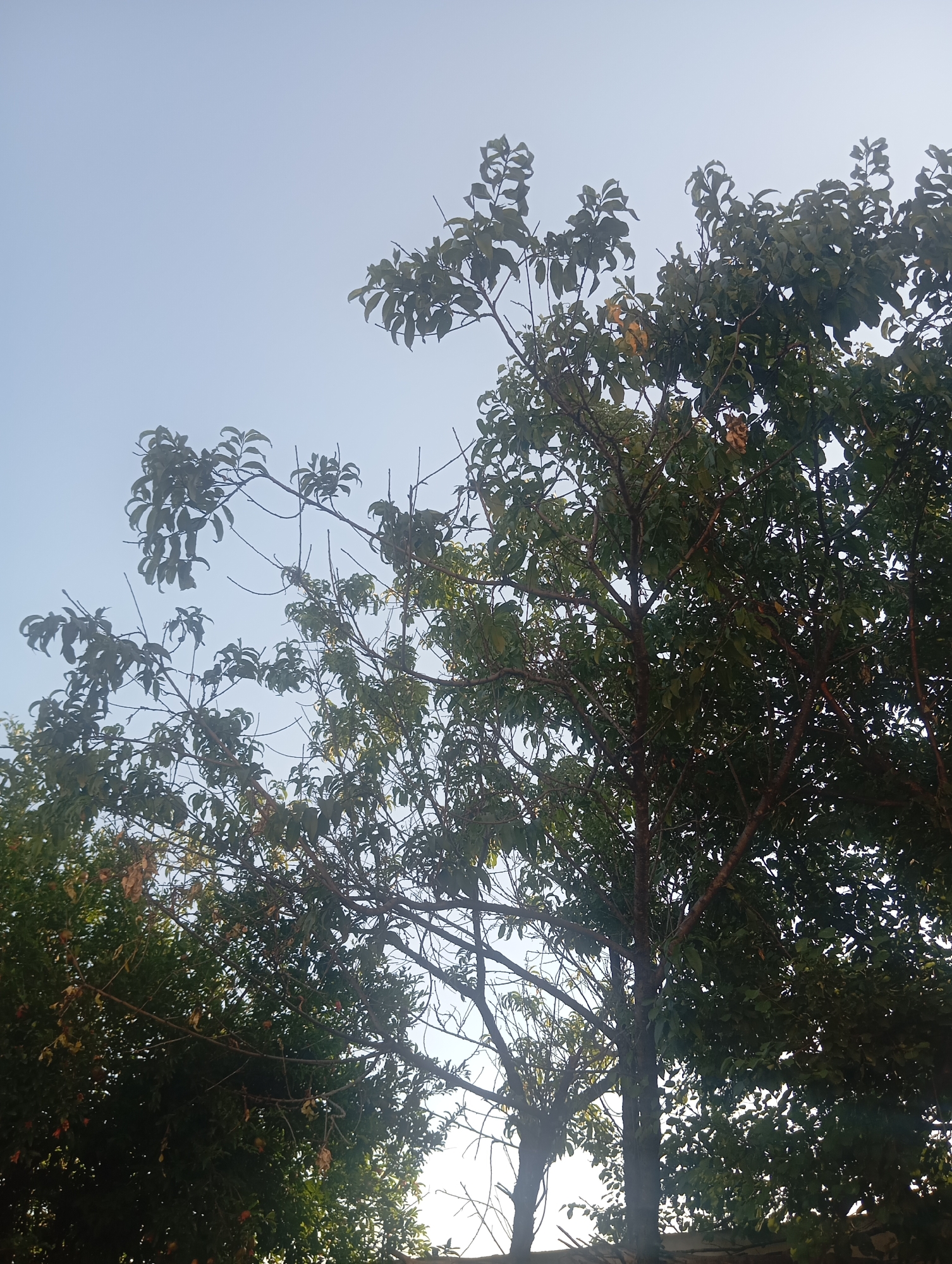 The image shows a view of the sky looking up through a large tree. The tree has many green leaves and branches. There are some brown leaves mixed in, suggesting it might be late summer or early autumn. The sky is a light blue and appears clear. The image appears to be taken outdoors in a natural setting, possibly a park or backyard. There are no people or man-made structures visible.