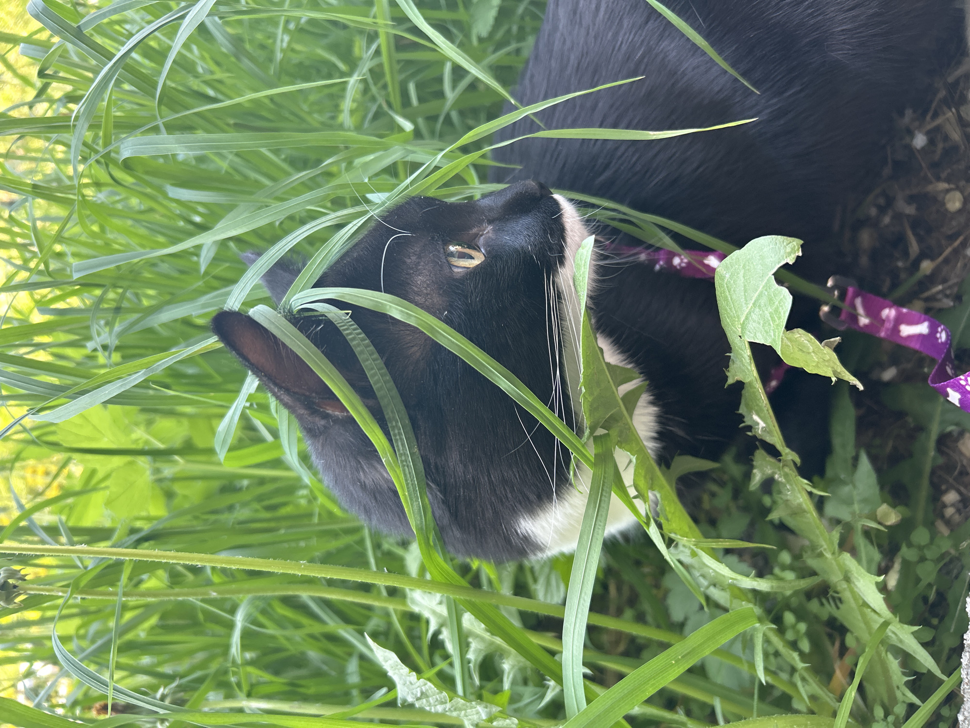 A tuxedo domestic cat, primarily black with white markings on its chest, chin, and muzzle, is positioned low to the ground, largely concealed by dense, tall green grass and assorted foliage. The cat's visible left eye is golden-yellow with a vertical slit pupil, fixed on a point to its right. White whiskers extend from its muzzle. A purple collar featuring white paw print and bone patterns is visible around its neck, partially obscured by grass and fur. The immediate foreground and midground are composed of various green plant species, including slender grass blades and broader leaves with serrated edges. The ground beneath the vegetation appears to be dark soil or mulch. The background is an out-of-focus blur of vibrant green and yellow, suggesting additional foliage and ambient daylight in an outdoor setting within the city of Unknown, Unknown.