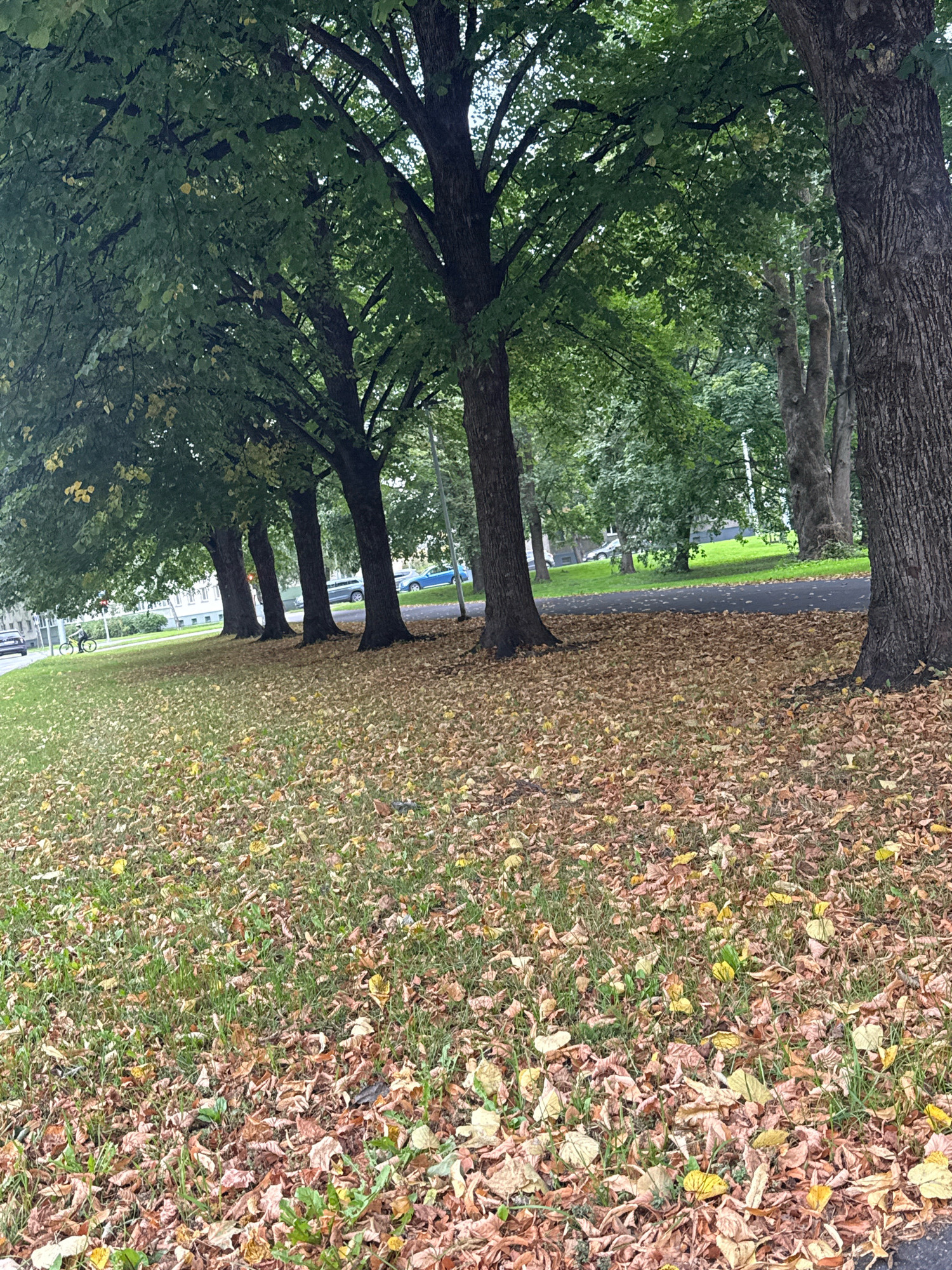The image depicts a park scene in Tallinn, Estonia, during autumn. The foreground is covered with a thick layer of fallen leaves, primarily brown and yellow, interspersed with green grass. A row of large trees with full green canopies stands in the middle ground, their trunks dark and textured. Beyond the trees, a paved path curves through the park, and a grassy slope is visible. In the background, several cars are parked or driving on a street, and apartment buildings with white facades can be seen. A person on a bicycle, wearing a yellow jacket, is riding on the sidewalk near the street. The overall atmosphere is serene and autumnal, indicative of a public park in an urban setting.