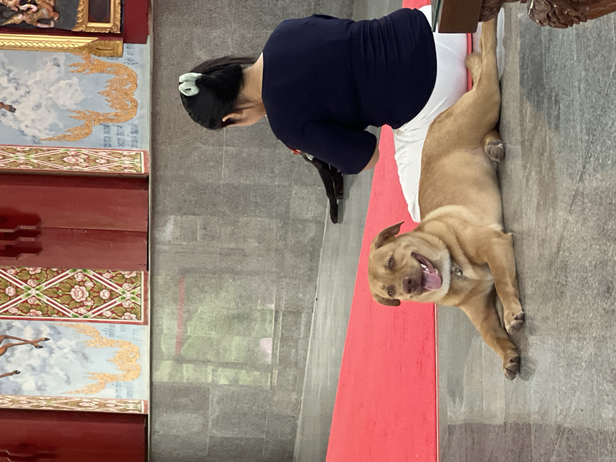 In a temple in the Ko Samui District of Thailand, a medium-sized, light brown dog lies on a red carpet. The dog is looking to its left with its tongue out and a happy expression. To the right of the dog, a woman with dark hair tied in a ponytail sits on the red carpet, wearing a dark blue t-shirt and white pants. She is facing away from the camera, looking towards the background. Behind the woman, a dark-colored dog, possibly black, is also lying on the floor, only its hind legs visible. The environment features grey stone walls and decorative paintings on the wall behind the subjects, depicting floral patterns and figures. Red wooden pillars frame the paintings. A wooden table leg is visible in the lower right corner.