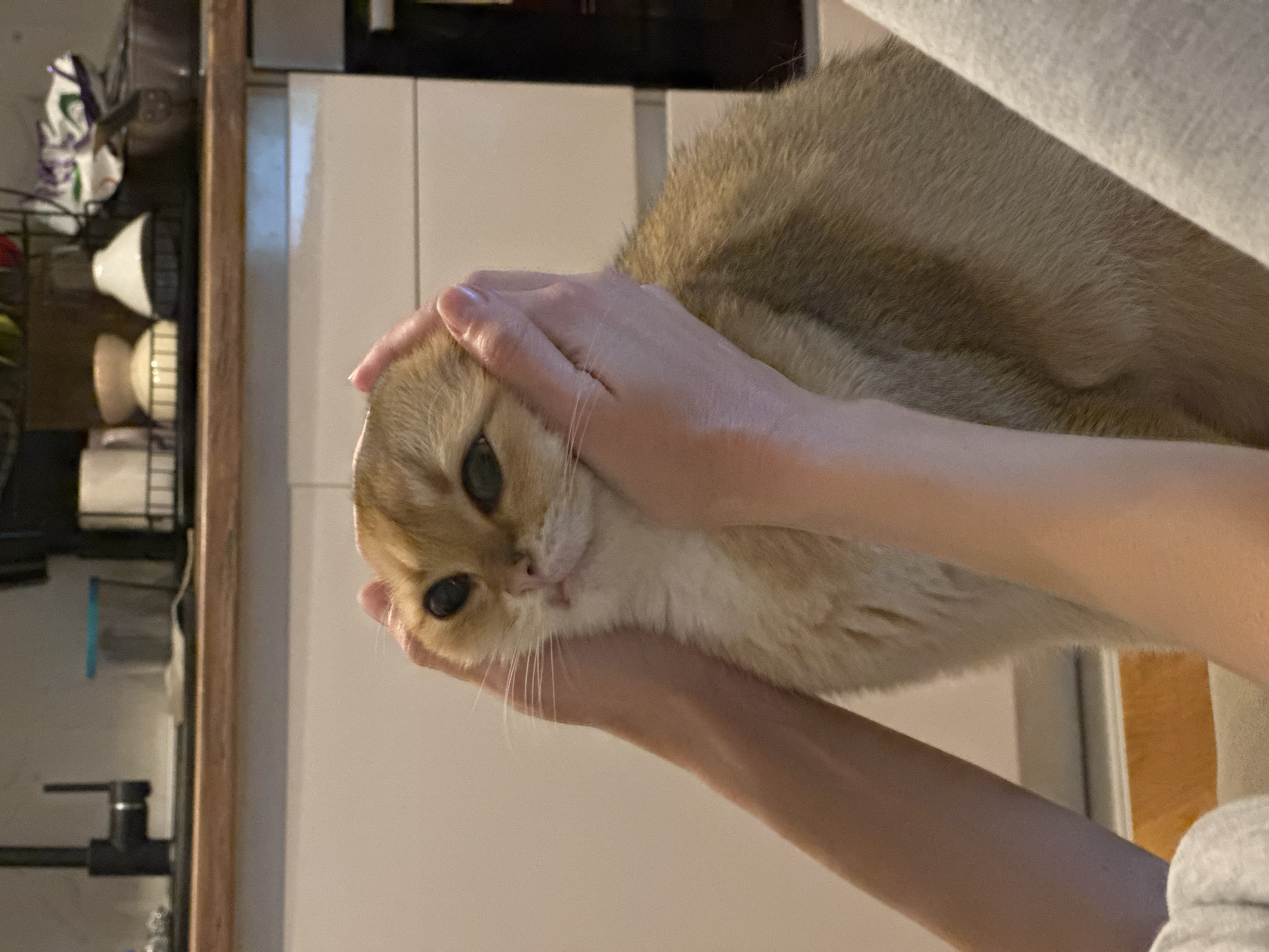 A tan cat is being held with two hands in an indoor environment. The cat is facing forward, and the hands are positioned around its head and neck. A kitchen with white cabinets and dark appliances is visible in the background. A dish rack holding various dishes is visible on the left. The city of Bar, Montenegro, is not identifiable in the image.
