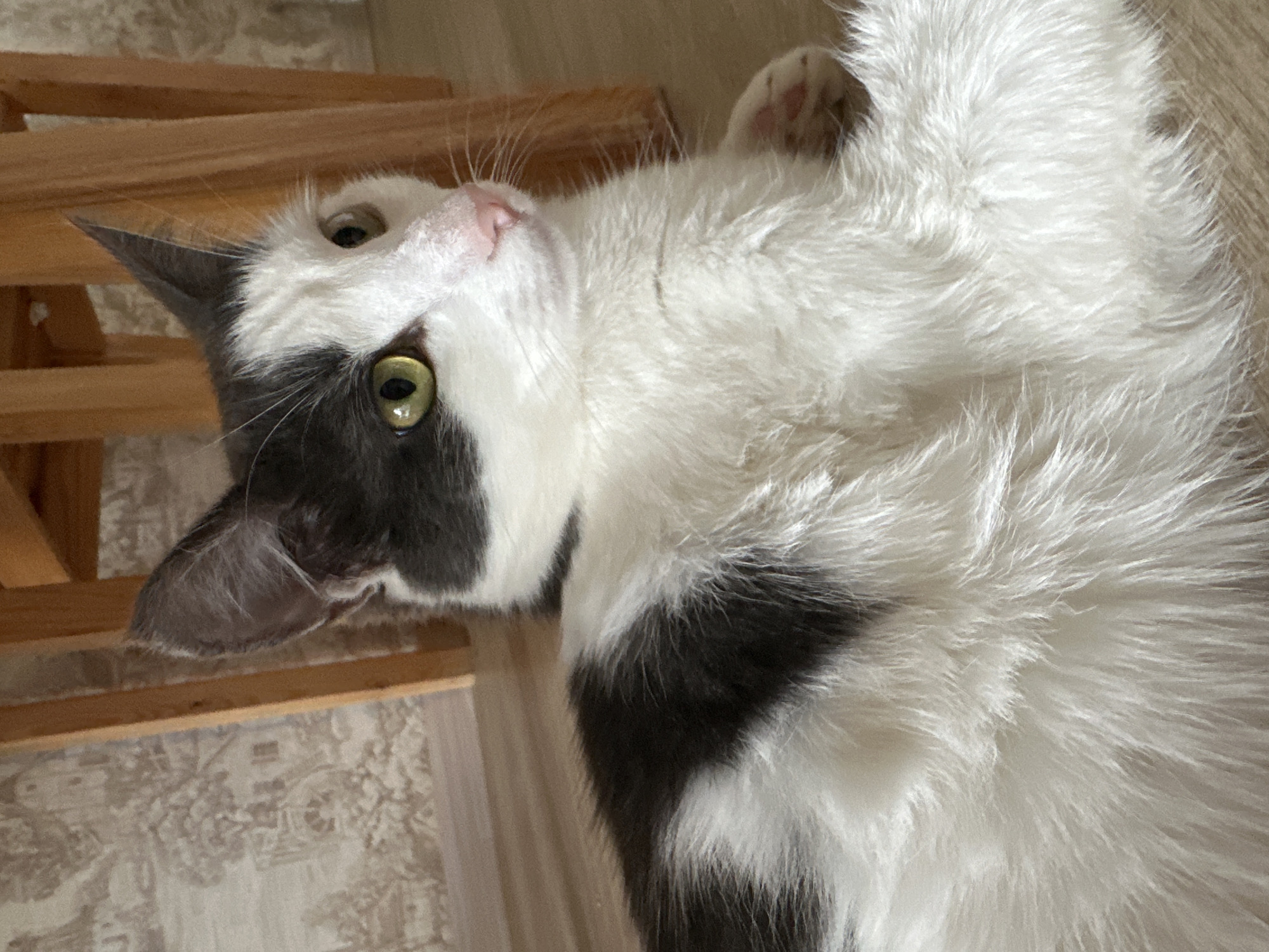 A medium shot features a white and gray cat lying on its back. The cat's head is turned toward the viewer, with its eyes open. A wooden structure is visible near the cat's head. The background is a beige patterned floor. It is not possible to determine the location in the city of Vladimir, Russia from this image.