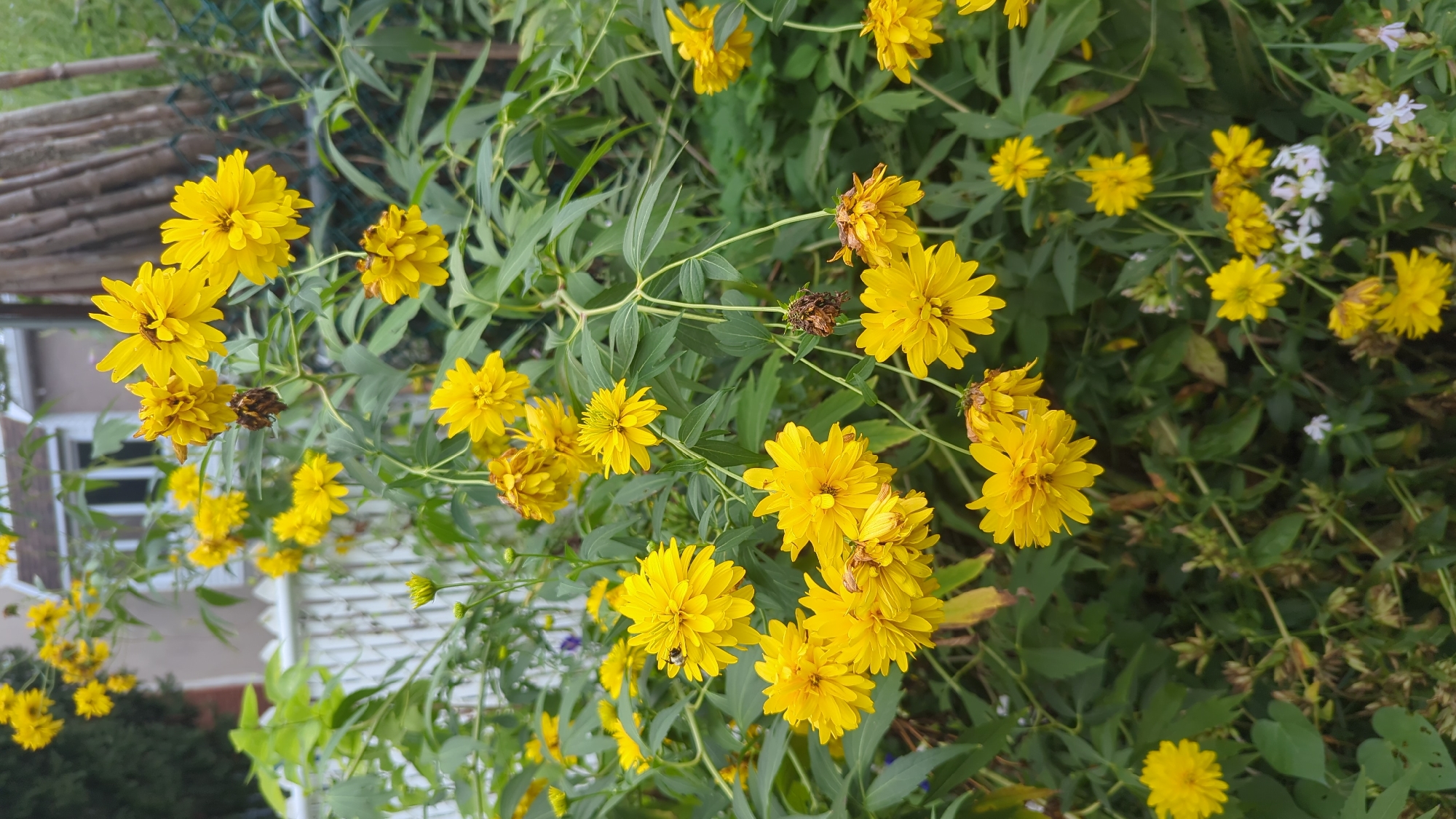 This image depicts a dense cluster of bright yellow, double-petaled flowers, likely Black-Eyed Susans, growing in a garden setting. The flowers are in various stages of bloom, with some fully open and others still budding. Green foliage forms a lush backdrop, interspersed with a few wilted brown flower heads. In the background, a white picket fence is visible, along with a blurred residential building and some trees. There are no people present in the image. The scene is likely outdoors in a residential area, possibly a backyard or garden in Montreal, Canada, given the context provided.