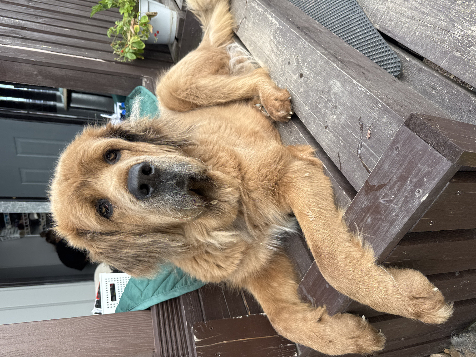 A large, golden-brown dog with shaggy fur is lying on a dark brown wooden deck in Kempelevo, Russia. The dog is looking directly at the camera with a calm expression. Its front paws are resting on the edge of the deck, and its hind legs are stretched out behind it. The deck appears to be weathered and somewhat worn. In the background, there is a partially open door leading into a building, and some shelves with various items are visible. A green cushion is placed behind the dog on the deck. A white potted plant with green leaves and red berries is visible to the right of the dog. The overall impression is that of a relaxed domestic scene.