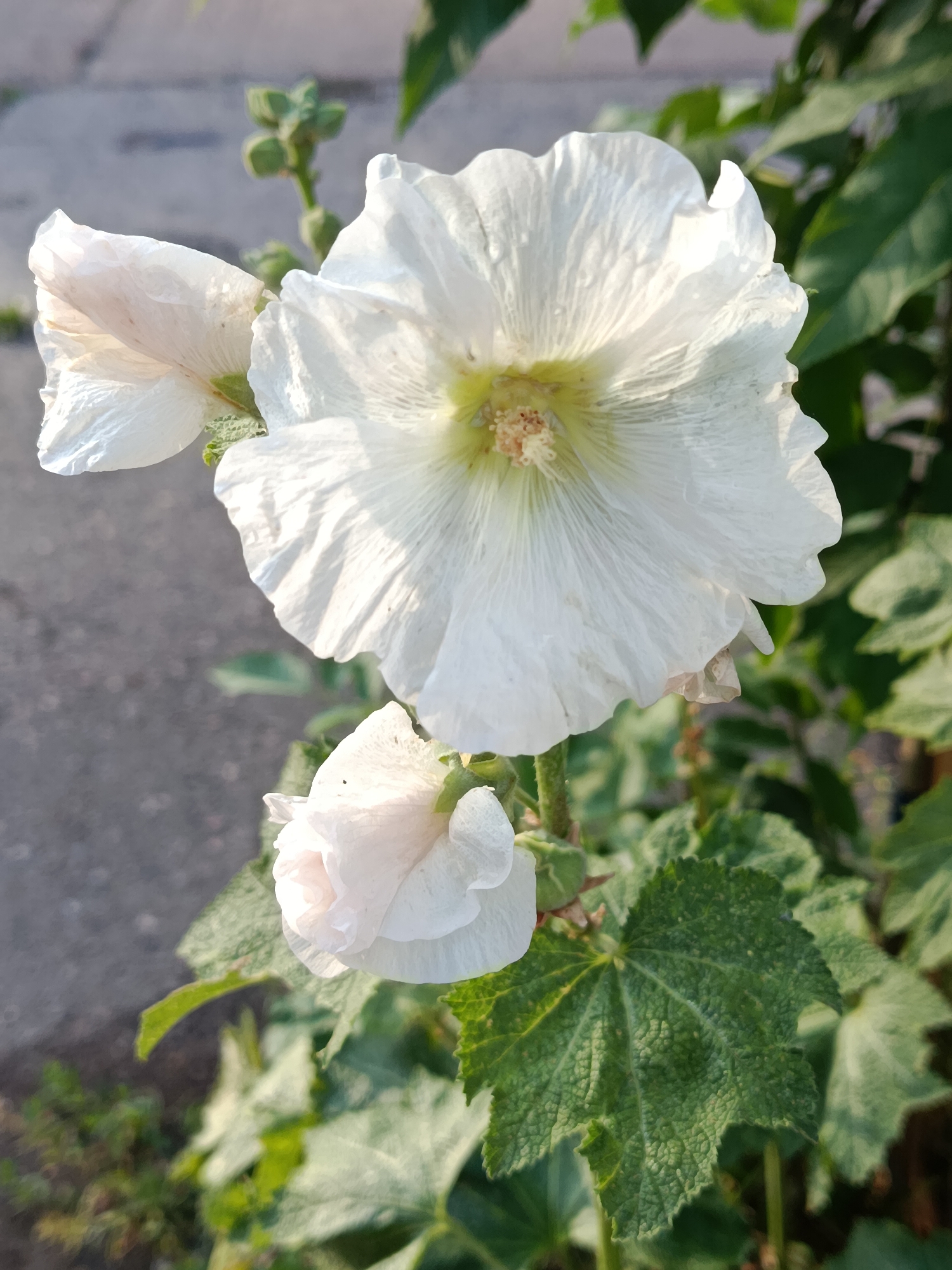 A close-up, vertical shot focuses on three white hollyhock flowers in various stages of bloom. The largest flower, in full bloom and facing the viewer, displays delicate, crinkled petals and a yellow-tinged center with visible stamens. To its left, a slightly smaller, partially open bud shows its layered petals. Below these, a tightly closed bud is visible, its petals tinged with pink. The flowers are set against a backdrop of lush green foliage with textured leaves. The ground in the background is a blurred, grey, paved surface, suggesting an outdoor urban or suburban setting, possibly a pathway or sidewalk, consistent with a location in Svietlahorsk, Belarus. The lighting suggests it is daytime, with sunlight highlighting the white petals.
