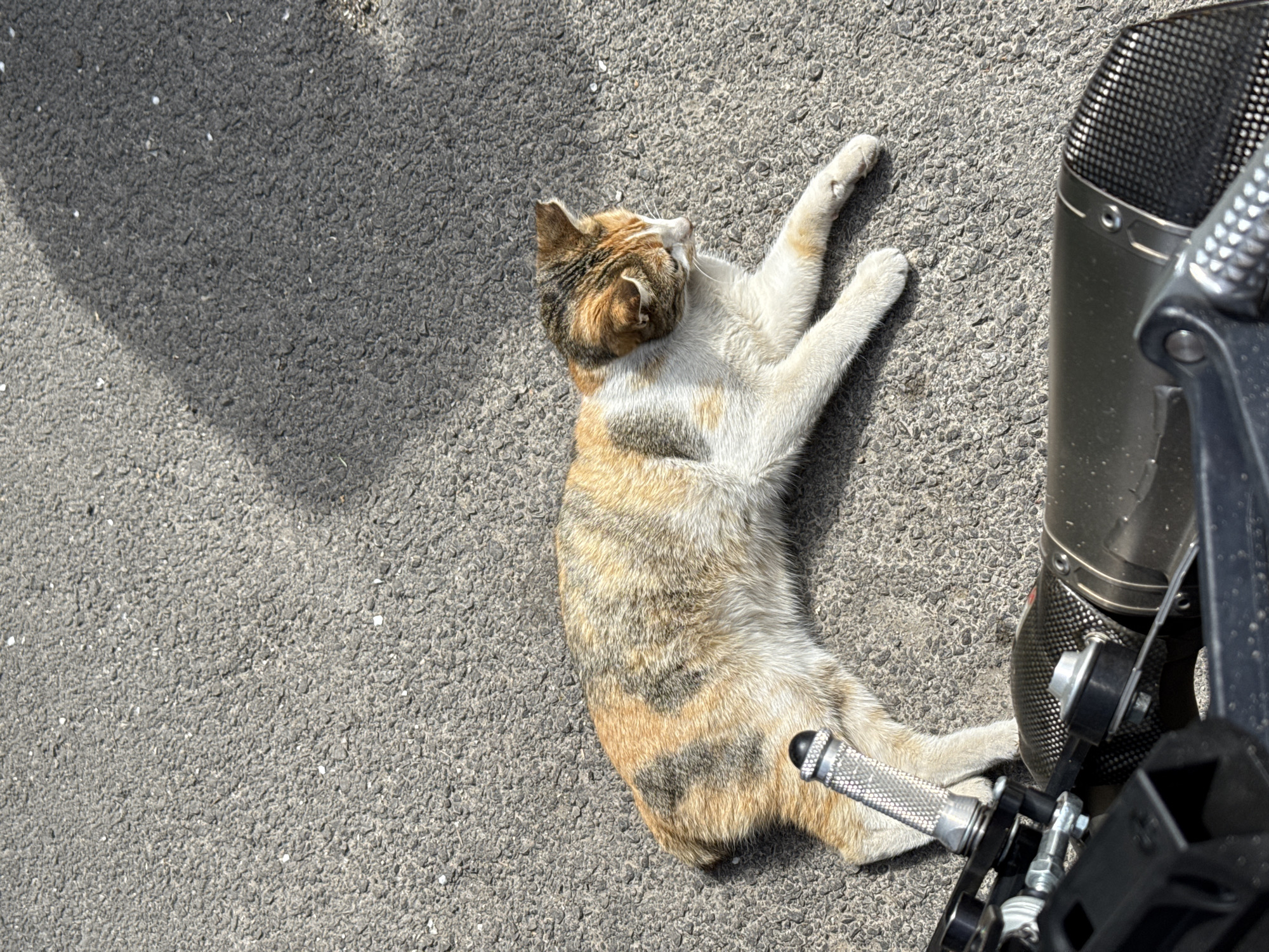 A tan, white, and brown cat lies on asphalt next to a motorcycle in Bozhurishte, Bulgaria. The cat's belly is visible and its paws are extended. The motorcycle's exhaust and footpeg are in the frame. A shadow is visible on the asphalt.