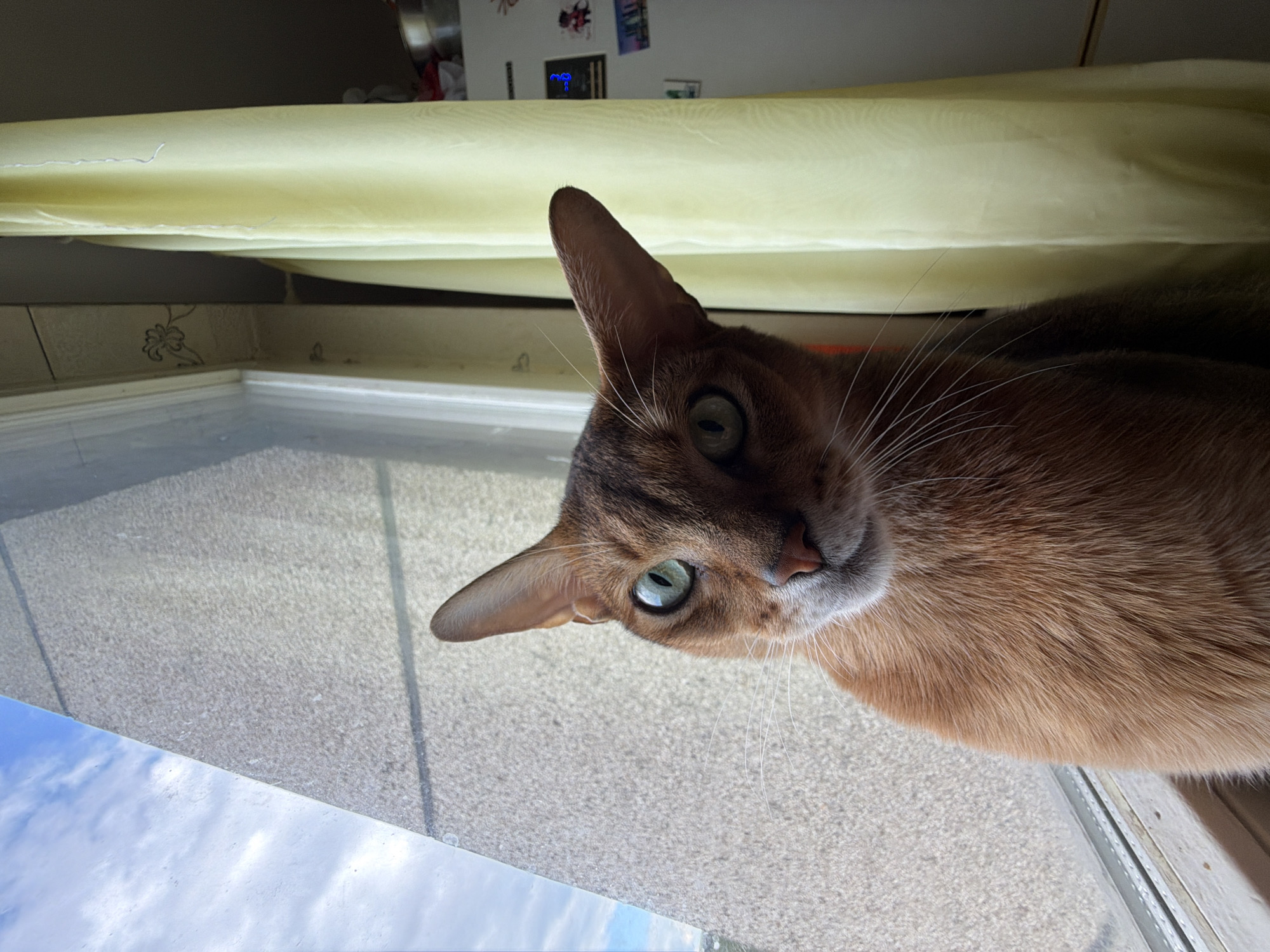 A close-up, eye-level shot shows an orange tabby cat with large, green eyes looking directly at the camera. The cat is positioned in the foreground, with its head and upper body filling most of the frame. It sits near a window, with a light gray, textured wall and a blue sky with white clouds visible through the glass. To the right of the cat is a pale yellow sheer curtain, and behind that, a white refrigerator with some items on top. The scene appears to be indoors, possibly in a residential setting in the city of Chaikovsky, Russia.