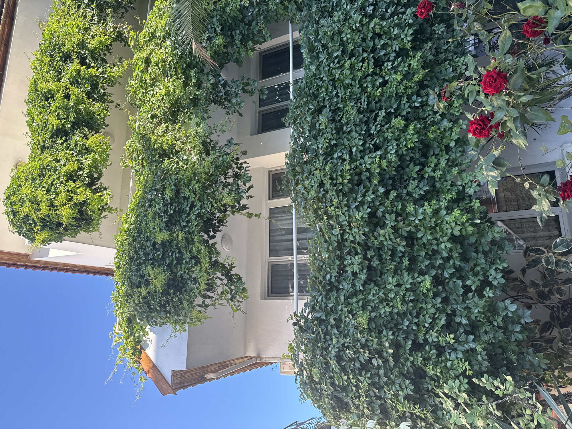 The image shows a building in Sozopol, Bulgaria, covered in lush green ivy and a few red roses. The ivy forms a dense canopy, obscuring much of the white building's facade, which features several windows. A palm frond is visible in the upper right corner. Red roses are blooming on the right side of the building, adding a splash of color to the greenery. The sky is a clear blue, suggesting a sunny day. The angle of the photograph is from below, looking upwards at the building and the overhanging vegetation. The scene evokes a sense of natural beauty and tranquility, with the ivy and roses creating a picturesque view against the architectural backdrop. There is no visible text in the image.