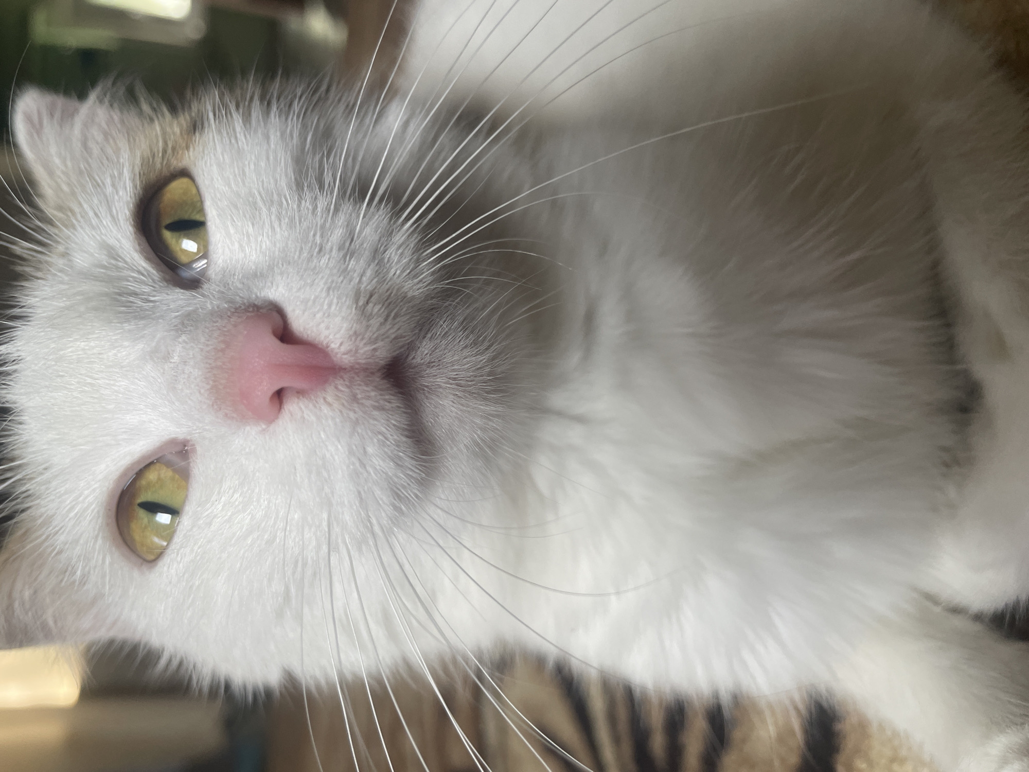 The image is a close-up, low-angle shot of a white cat with yellow eyes and a pink nose. The cat's fur is fluffy, and its whiskers are prominent. The cat is lying down on a surface that appears to be a patterned rug, possibly with a tiger stripe design. The background is blurred, suggesting an indoor environment. There is no indication of the cat's location within the city of Линёвка, Russia, or any specific actions or interactions.