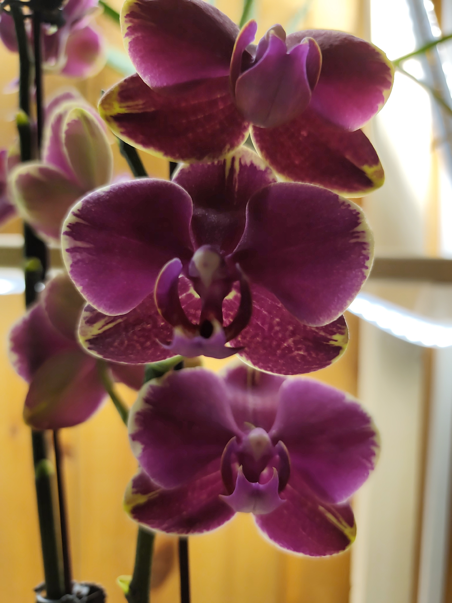The image features a close-up of a flowering orchid plant with dark purple petals edged in yellow. Three flowers are in sharp focus, with other buds and flowers visible in the background. The plant appears to be indoors, with a wooden wall and a white window frame visible behind the flowers. The location is not indicated in the image.