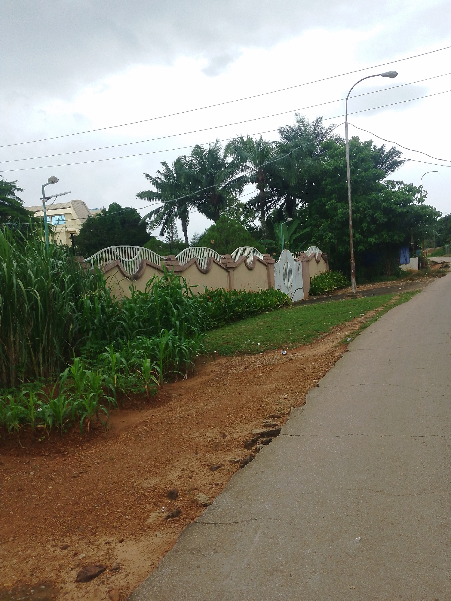 The image depicts a paved road curving to the right, bordered on the left by a dirt embankment with some vegetation. Beyond the embankment is a low, tan-colored wall with a decorative white crest. A white, ornate gate is visible in the wall. Lush green plants, including what appears to be corn stalks and taller reedy plants, grow in front of the wall. In the background, several palm trees and other dense green foliage are present. A modern building with a curved roof and blue-tinted windows is partially visible behind the trees and wall. A lamppost with a light fixture stands near the wall. Power lines are strung across the overcast sky. The scene appears to be in a residential or semi-residential area in Agbani, Nigeria, characterized by its tropical vegetation and open-air environment.