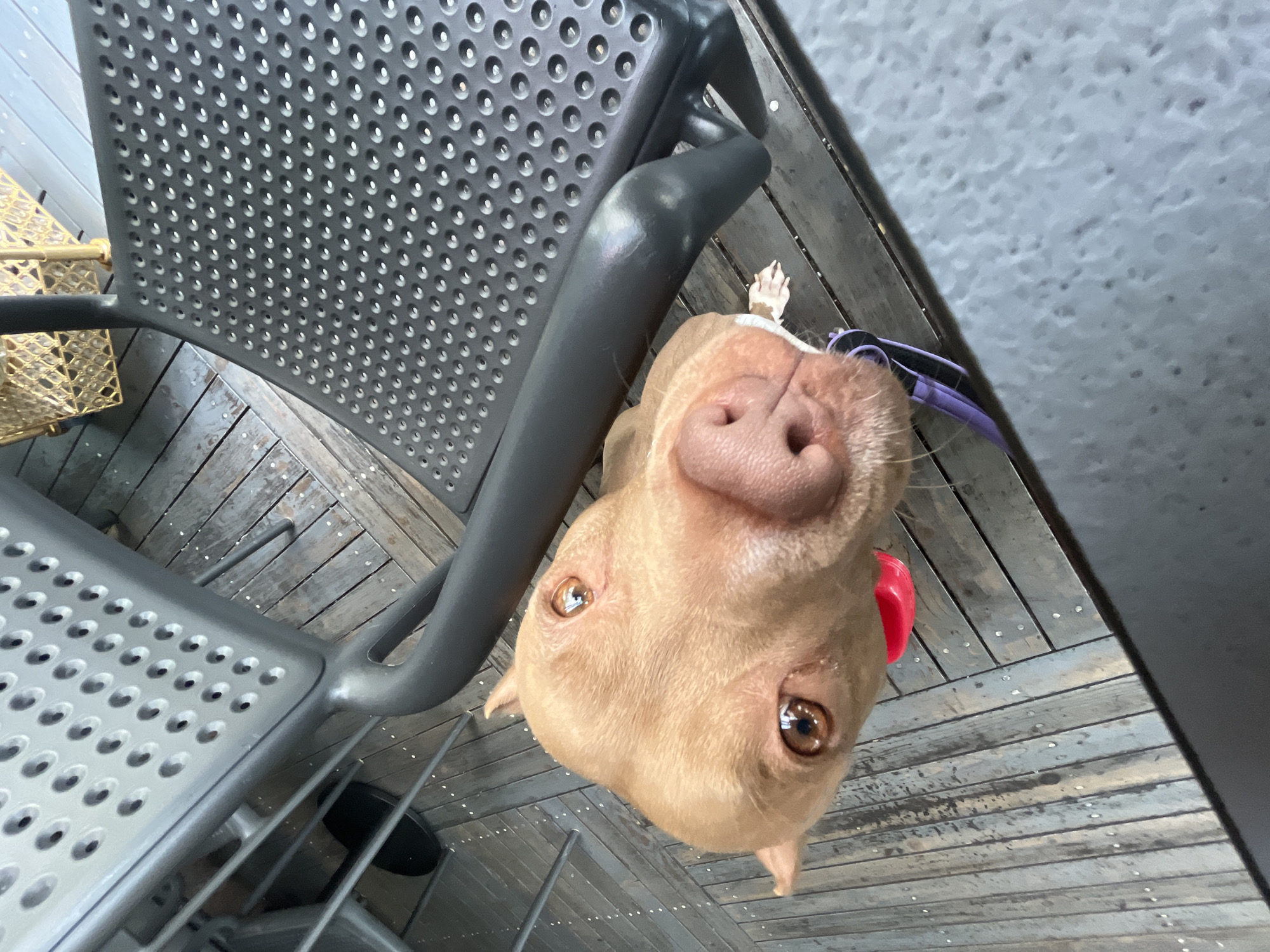 A light brown dog, possibly a Pitbull or similar breed, is the central subject of this close-up, high-angle photograph. The dog is looking directly up at the camera with wide, warm brown eyes and a moist pink nose, conveying an alert and curious expression. A small pink or red tag is visible near its neck, along with a purple harness partially seen on its left side.
The setting appears to be an outdoor patio or deck in Plovdiv, Bulgaria. A dark grey metal chair with a distinctive perforated seat and backrest occupies the left side of the frame, angled towards the center. The floor beneath the dog and chair is a wooden deck, composed of various shades of weathered planks. A glimpse of a golden, woven element, possibly a basket or another piece of furniture, is visible in the upper left background. The overall lighting suggests it is daytime. No specific activity beyond the dog looking up is depicted, and no visible text is present in the image.