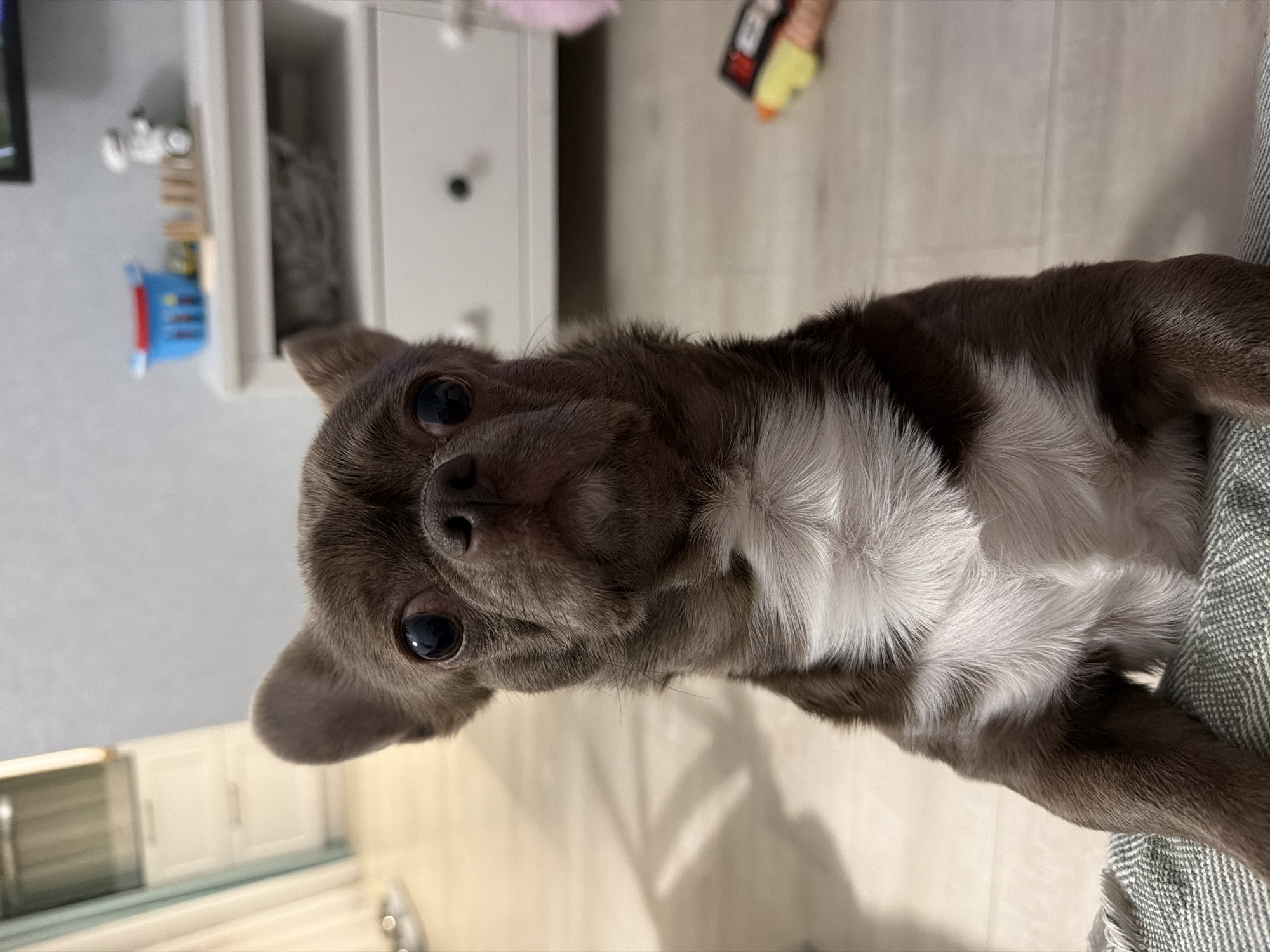 An indoor, eye-level shot captures a small dog, likely a Chihuahua, looking directly at the viewer with an attentive and endearing expression. The dog has short, dark brown (almost greyish-brown) fur on its head and body, contrasting with a fluffy white chest and underbelly. Its prominent dark eyes are wide and focused.
The dog appears to be positioned on or near a grey, textured blanket or piece of furniture, which occupies the right side of the frame. The background is a domestic setting, with a white cabinet or dresser visible behind the dog's left side. On a shelf above, a blue toy container and several small, indistinct objects are present. To the far left, a portion of what looks like a television screen can be seen. The flooring is a light-colored surface, possibly wood or laminate. The lighting suggests an indoor environment, potentially a home in Votkinsk, Russia. There is no visible text in the image.