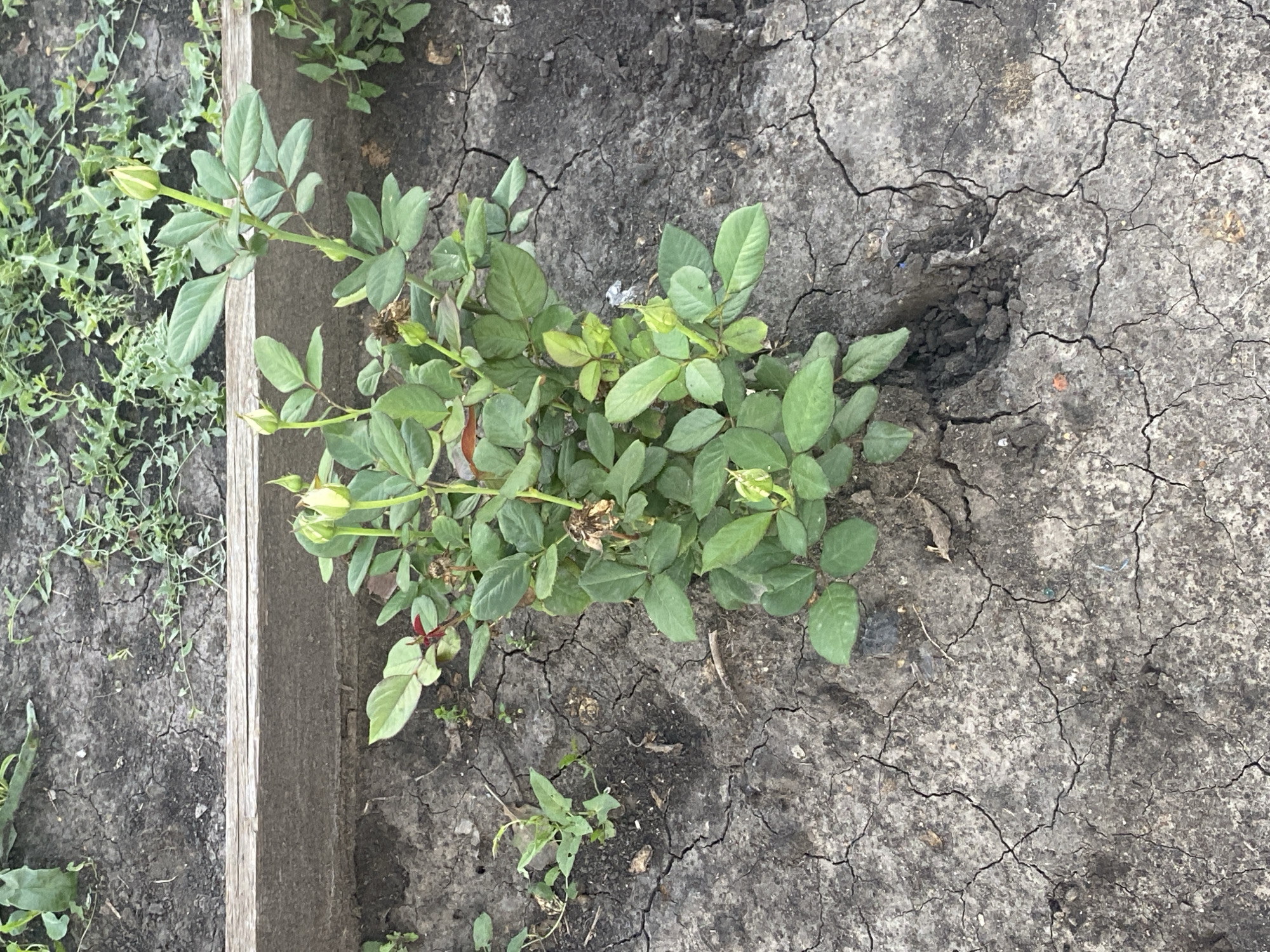 A single rose bush with several buds is planted in cracked, dry soil. The rose bush is green with dark leaves and has multiple stems topped with unopened buds. The soil surrounding the bush is dark gray and extensively cracked, indicating a lack of moisture. In the background, there is a wooden border and some green foliage. The image appears to be taken outdoors in an urban or suburban setting, likely in a garden or planter box. There are no people visible in the image.