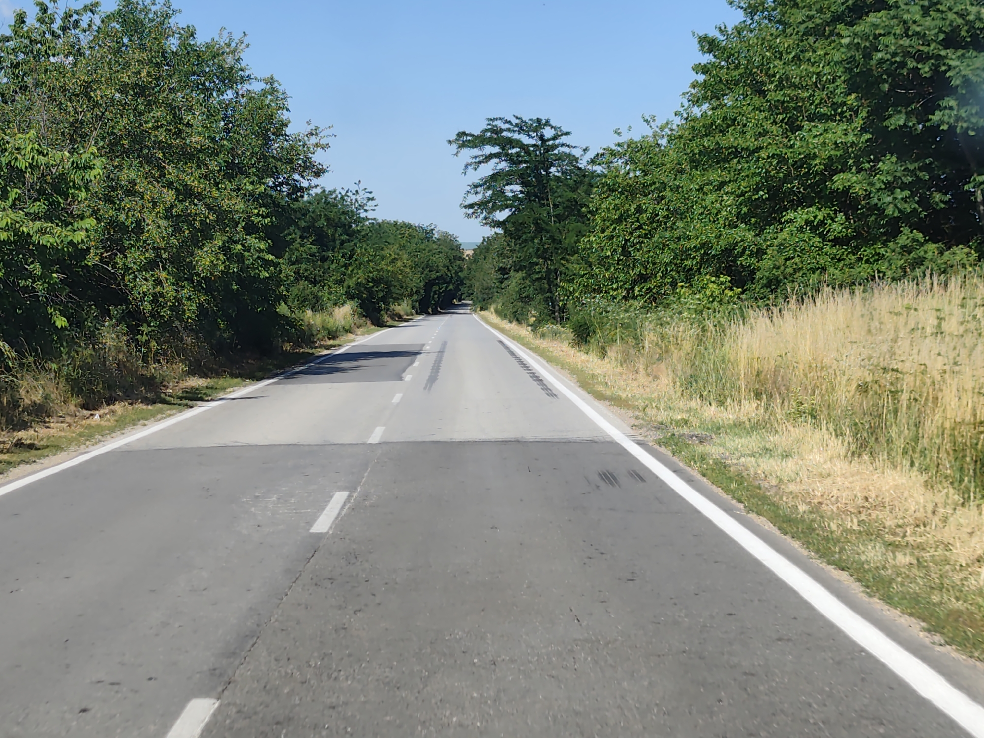 The image shows an asphalt road in Strezherovo, Bulgaria, bordered by lush green trees on both sides. The road has white lane markings, some of which appear faded or partially obscured. Tall, dry grass grows along the right side of the road, contrasting with the dense foliage of the trees. The sky above is a clear, bright blue, indicating a sunny day. The scene appears to be a rural or semi-rural setting, possibly a road leading through or out of the village. There are no people or vehicles visible in the image.