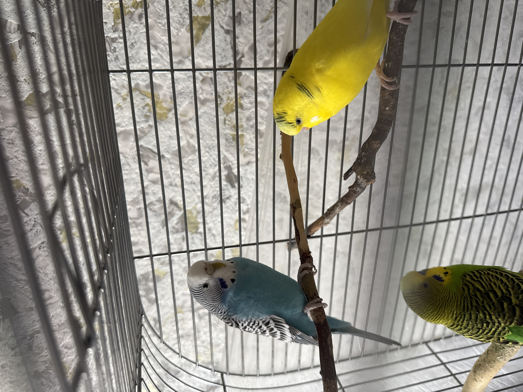 Three budgerigars are perched on branches inside a wire cage. A blue and white budgerigar is on a branch in the left-center of the frame. To its right, a bright yellow budgerigar is perched on a different branch, facing away from the camera. In the lower left corner, a green and yellow budgerigar is on a branch, facing right. The background is a wall with a textured pattern. The location is a cage in Руднянський старостинський округ, Ukraine.