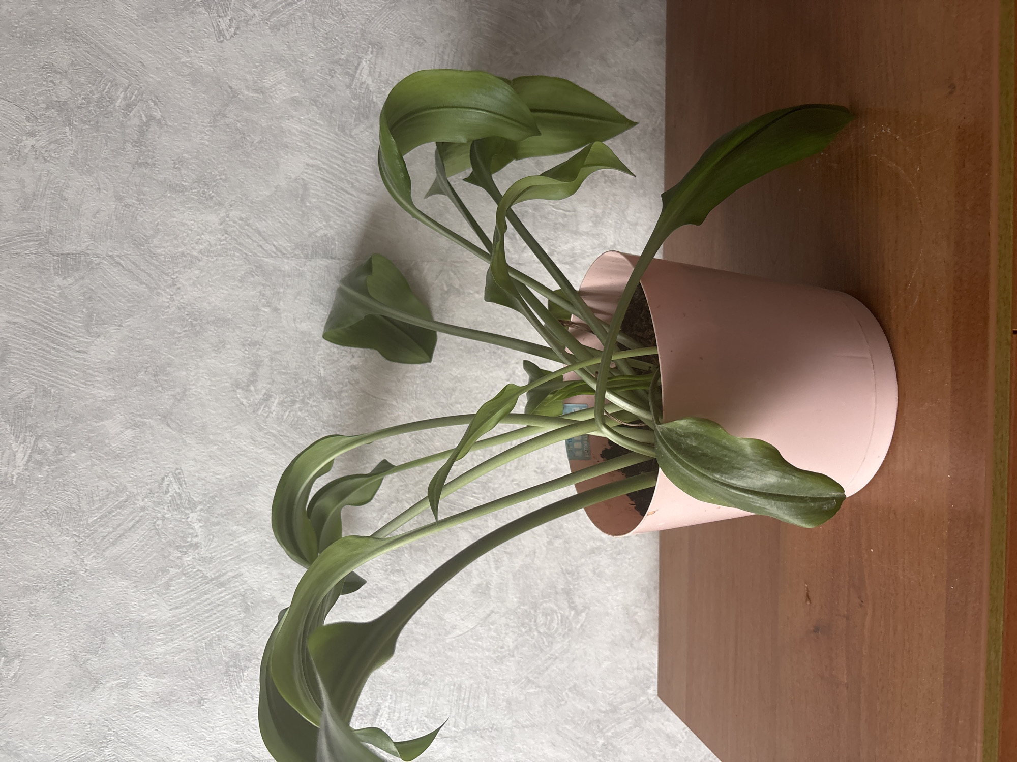 A potted plant sits on a wooden surface against a textured, gray wall. The plant has long, green leaves that curve and droop. The pot is light pink. The wooden surface appears to be a table or shelf. The location and city of Zagatuy, Russia, are not discernible from the image.
