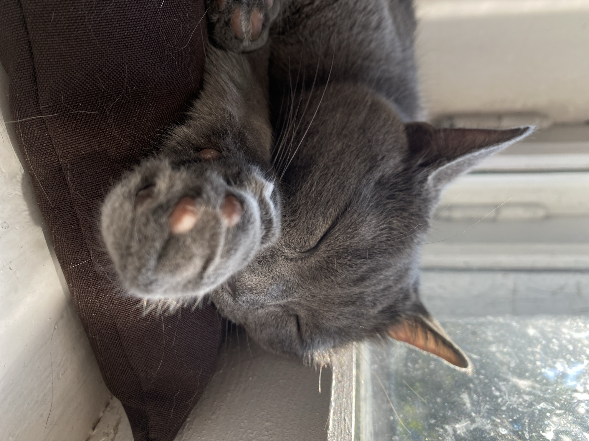 A grey cat sleeps on a brown cushion in front of a window. The cat is curled up with its paws tucked under its head. The window is dirty and has sunlight streaming through it.