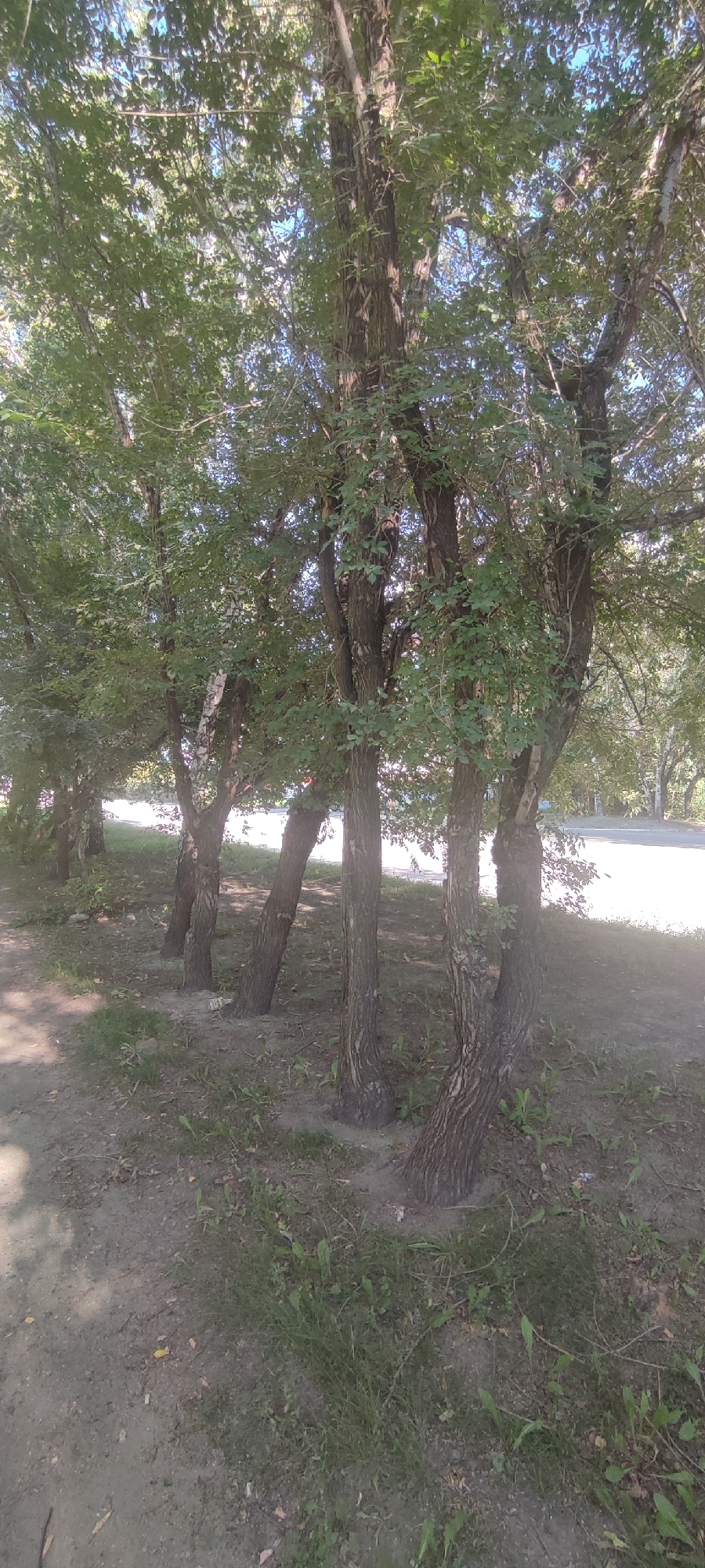 A vertical, eye-level shot captures a row of mature trees lining a dirt path and grassy area. The trees, with their textured bark and dense green foliage, are spaced closely together. The ground is covered in a mix of soil and sparse grass. In the background, a paved surface, possibly a road or sidewalk, is visible, along with the hint of more trees and a bright, possibly sunlit, sky. The scene suggests a tranquil, tree-lined environment, typical of a park or residential area in Novoaltaysk, Russia. No people or animals are present in the image.