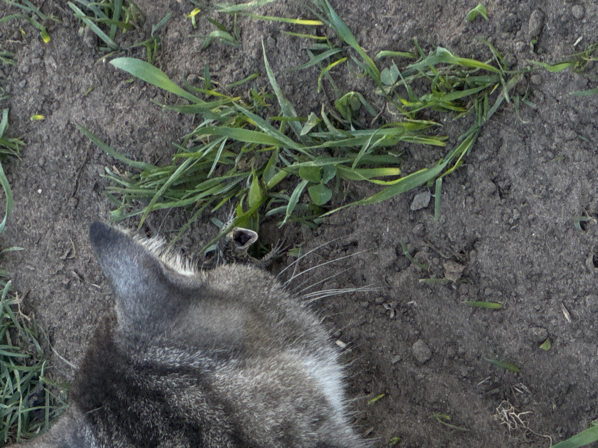A close-up, high-angle shot shows the head of a gray and white tabby cat in the lower left quadrant of the frame. The cat appears to be lying on dirt ground sparsely covered with green grass blades. The cat's left ear is visible, and its whiskers are prominent against the soil background. The location is speculated to be Chaikovsky, Russia, based on the request.