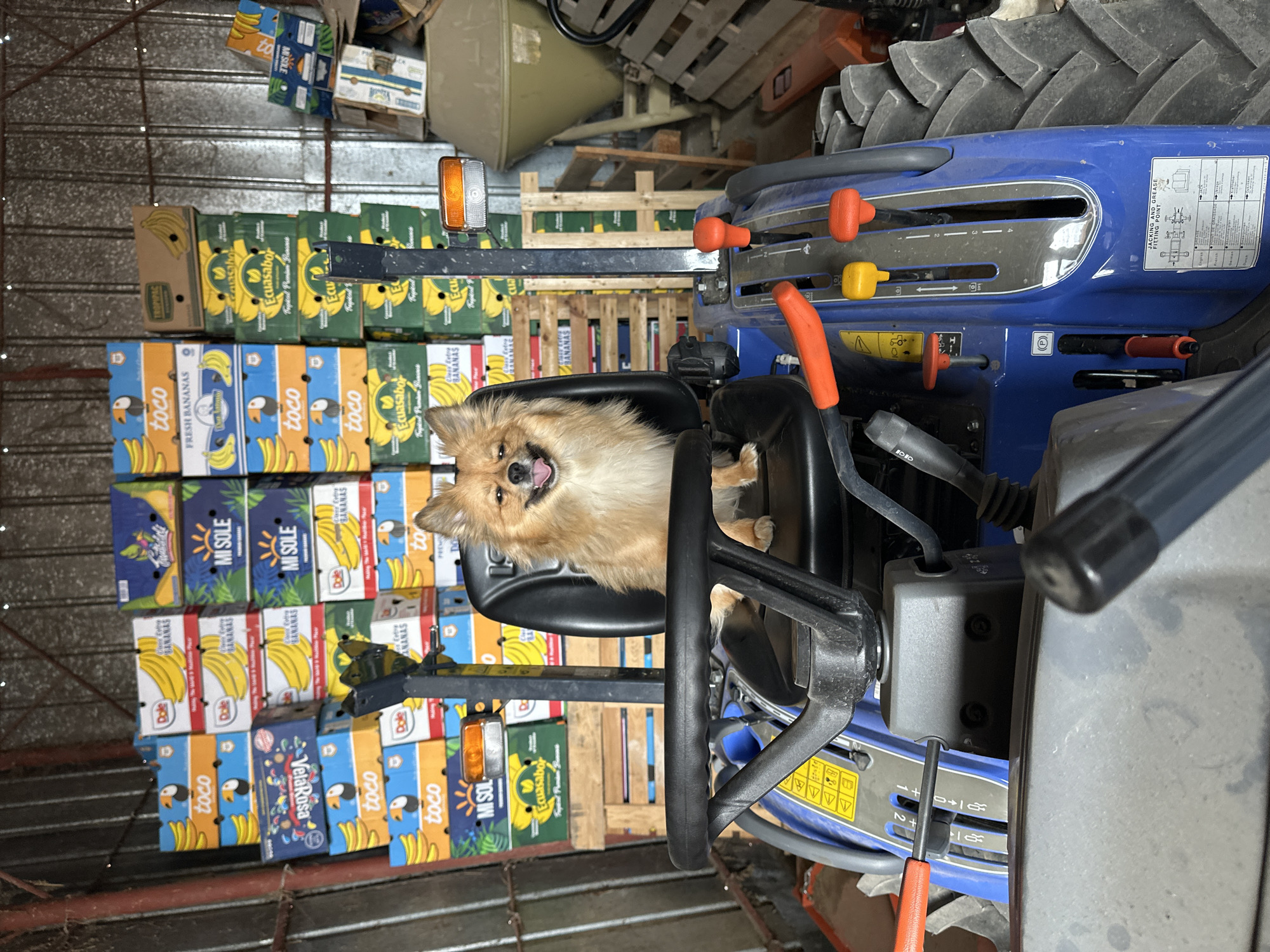 A medium shot depicts a tan-colored, long-haired dog sitting in the driver's seat of a blue tractor. The tractor is surrounded by stacks of banana boxes with different brand names, including "toco," "MISOLÉ," "Dole," and "Ecuasabor," along with wooden pallets. A small orange turn signal is positioned above the tractor. No indications of the city Manole, Bulgaria, are present in this image.