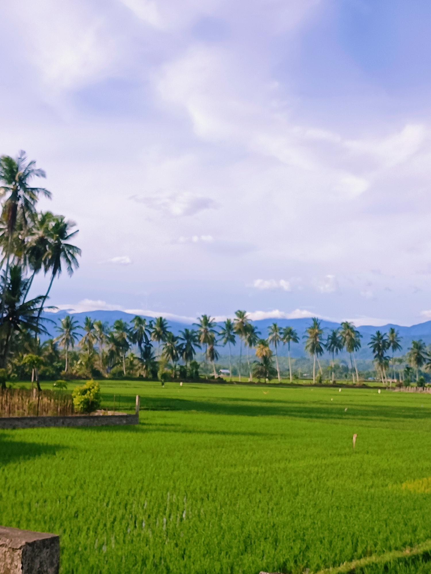 The image depicts a vast, vibrant green rice paddy field under a bright, cloudy sky. A row of slender palm trees lines the horizon, with rolling blue mountains visible in the distance. In the foreground, to the left, a low concrete structure is partially visible, casting a shadow on the field. The scene is serene and rural, suggesting a peaceful agricultural landscape. The location is the city of Jurong Pandee, Indonesia. There are no people or animals visible in the image, and no specific actions or interactions are taking place. The environment is dominated by the lush greenery of the rice field, the tall palm trees, and the distant mountain range, all bathed in the soft light of the sky.