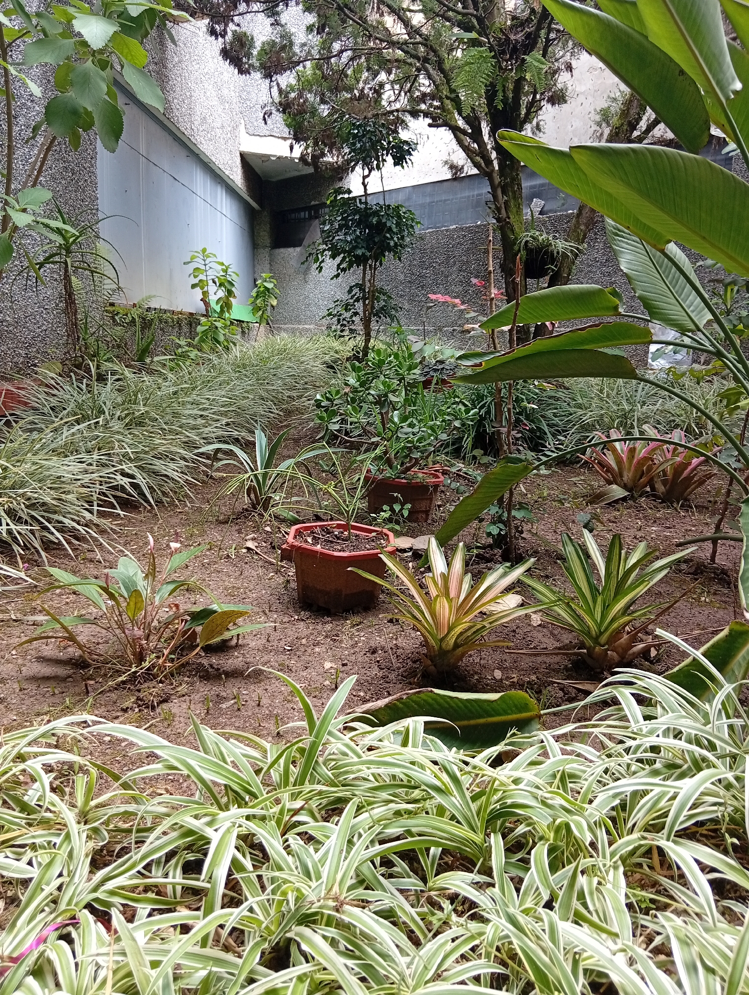 The image depicts an outdoor garden scene with various plants and a building in the background. In the foreground, there are lush green and white striped spider plants. Behind them, there are several plants with spiky leaves, some with pink and green coloration, and one in a brown pot. In the mid-ground, there is a variety of leafy green plants, some in pots and some planted directly in the soil. A tree with a hanging basket plant can be seen further back. The background features a textured gray wall of a building with a large, pale panel, and trees with dense foliage. The overall environment appears to be well-maintained, suggesting a residential or public garden space in San Antonio de Los Altos, Venezuela. There are no people or animals visible in the image.