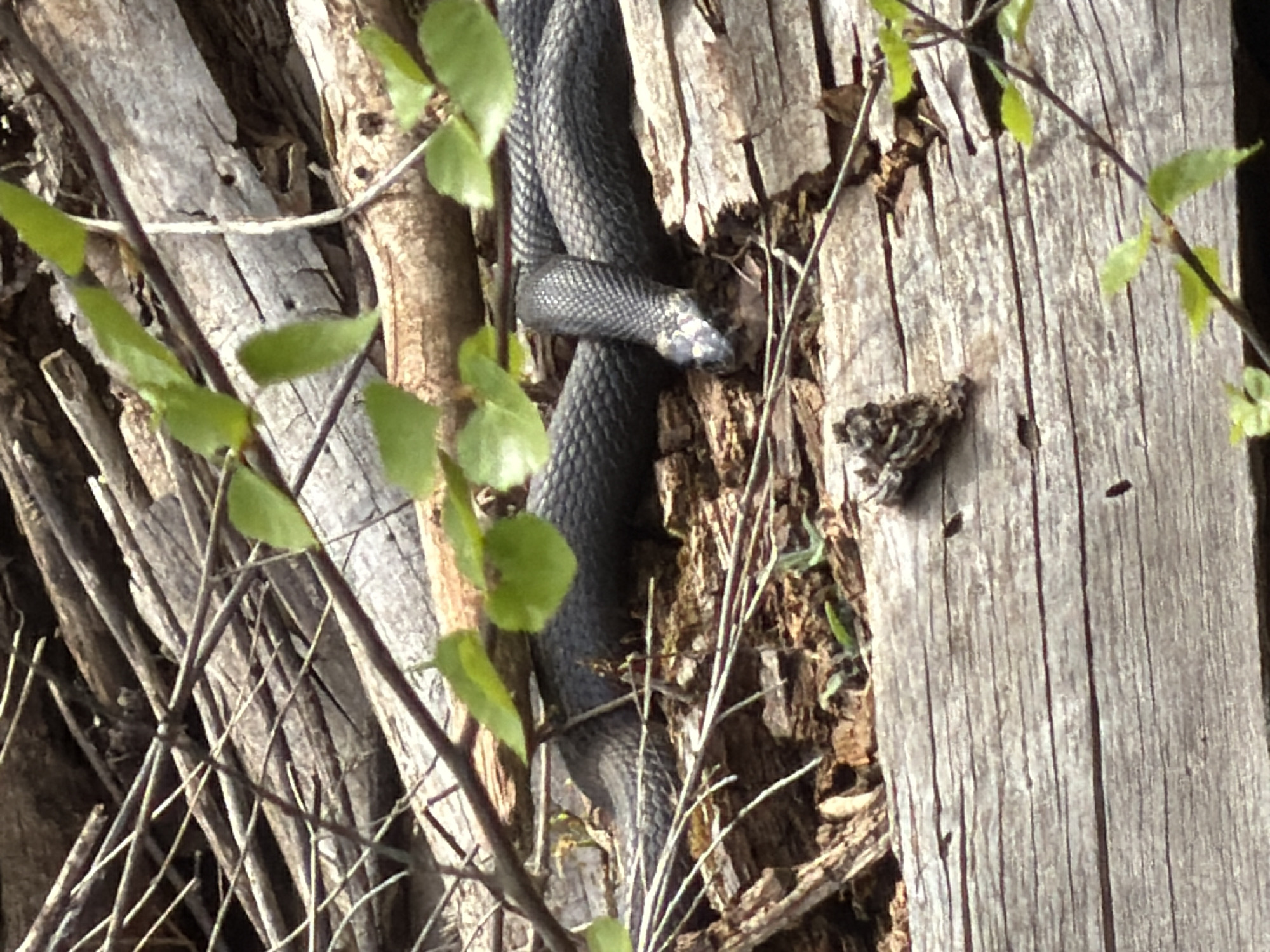 The image depicts a dark-colored snake coiled amongst tree branches and weathered wooden structures. The snake is positioned centrally, with its head visible. The surrounding environment includes tree bark, foliage, and weathered wood. The location is Прикамский, Russia.
