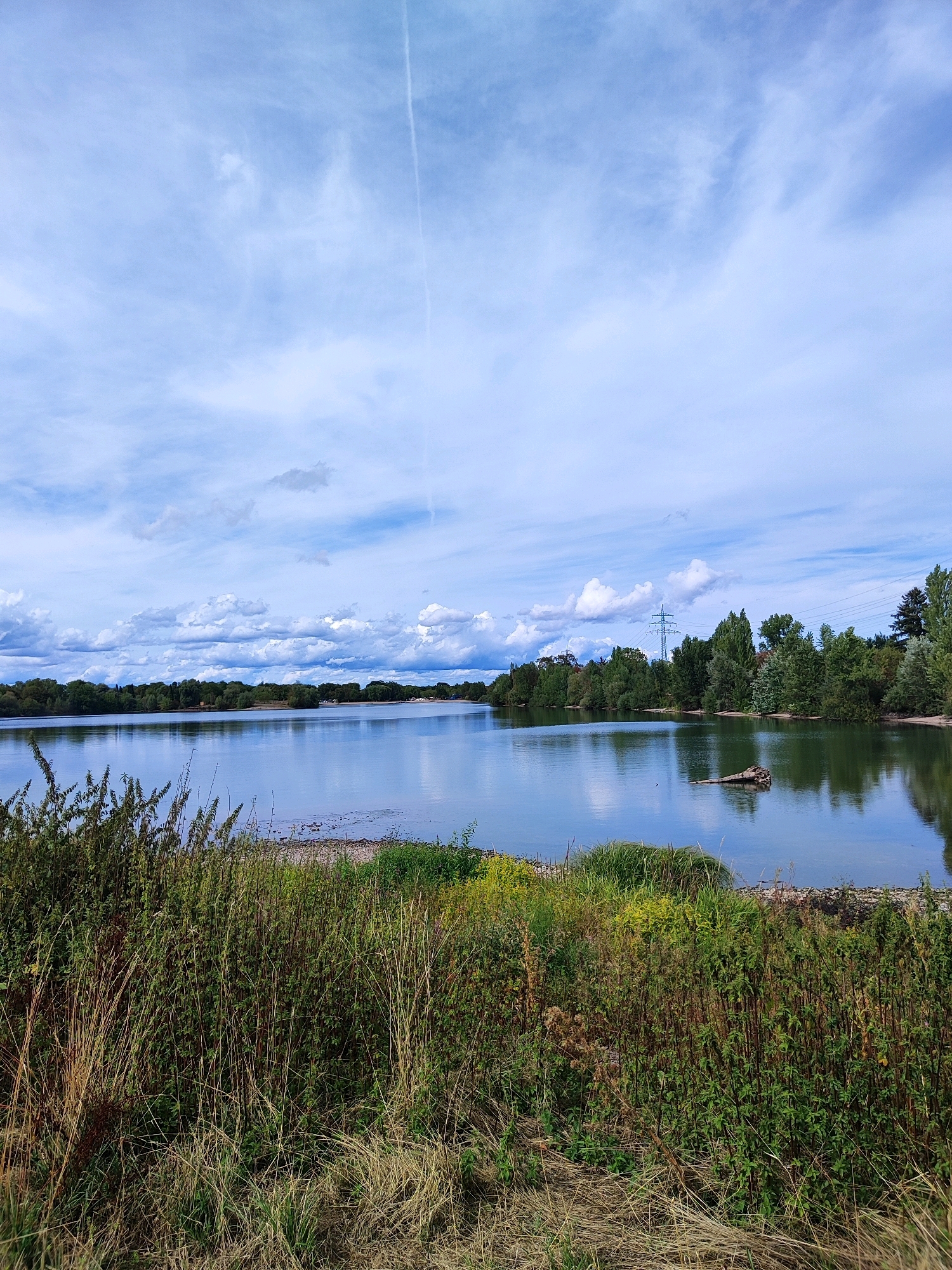 This image depicts a tranquil lake scene with a densely vegetated foreground in the city of Offenburg, Germany. The foreground is dominated by tall, wild grasses and green plants, suggesting a natural, undeveloped shoreline. Beyond the immediate vegetation, a calm body of water reflects the sky and the lush treeline on the opposite bank. The treeline is composed of various shades of green, indicating a mix of deciduous and possibly coniferous trees. A few scattered clouds are visible in the bright blue sky, with a faint contrail from an aircraft streaking across the upper portion of the image. In the distance, a single power line pylon is visible, hinting at the presence of infrastructure near the natural landscape. A piece of driftwood is partially submerged in the water, adding a natural element to the scene. The overall impression is one of a peaceful, natural environment within or near the urban setting of Offenburg.