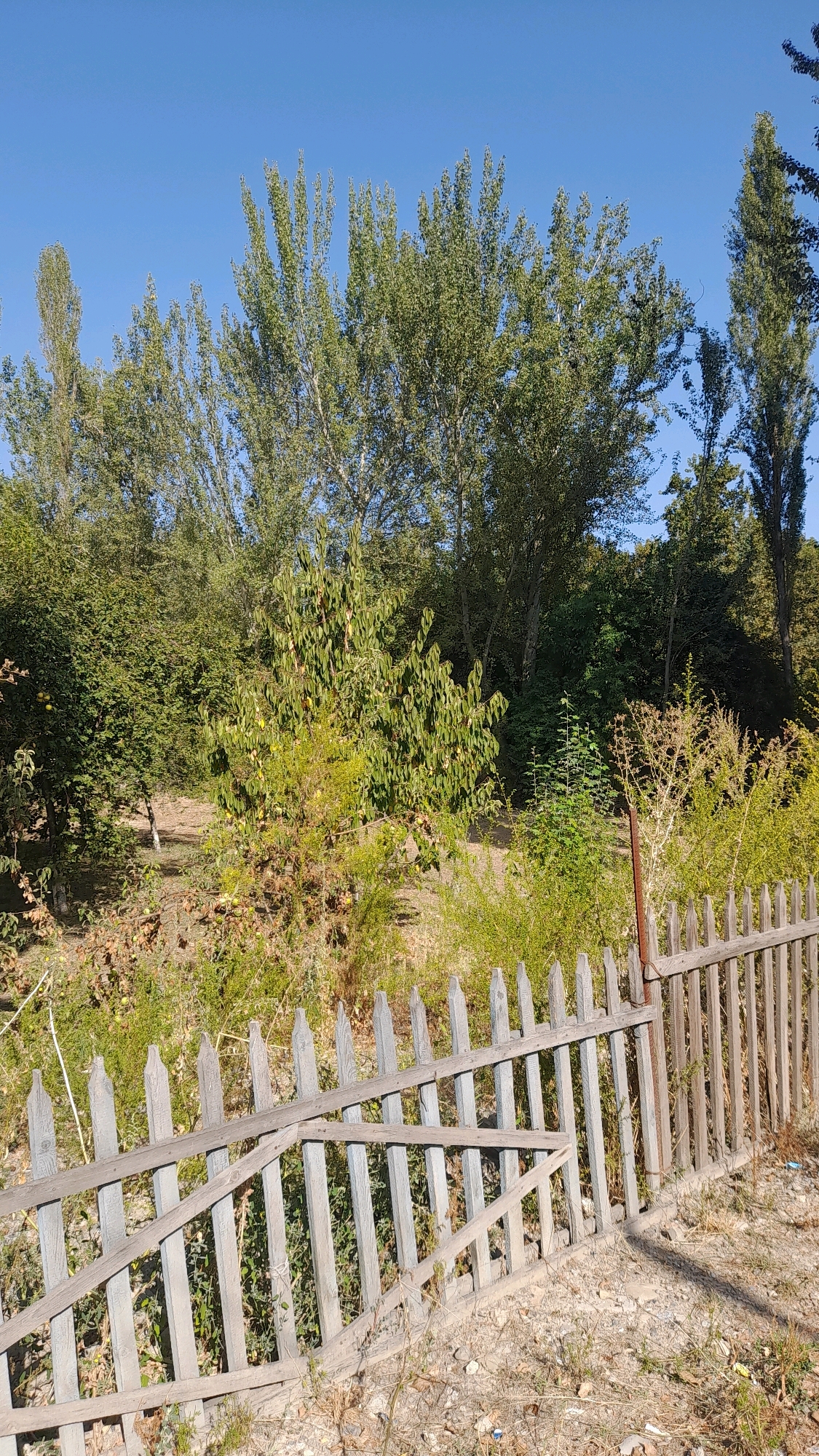 The image depicts a sunny outdoor scene with a clear blue sky. In the foreground, a weathered wooden picket fence runs diagonally across the frame, with some sections appearing broken or detached, suggesting disrepair. Behind the fence, lush green foliage and trees dominate the landscape, with some trees appearing tall and slender, possibly poplars, and others more bushy. The ground is covered with dry grass and scattered debris. In the mid-ground, there are more trees and dense vegetation, with hints of what might be an orchard, as some trees bear small, yellow fruits. The overall impression is of a rural or semi-rural setting, possibly a backyard or a neglected garden area, located in or around Osh City, Kyrgyzstan, given the natural vegetation and architectural style of the fence. There are no people or animals visible in the image.