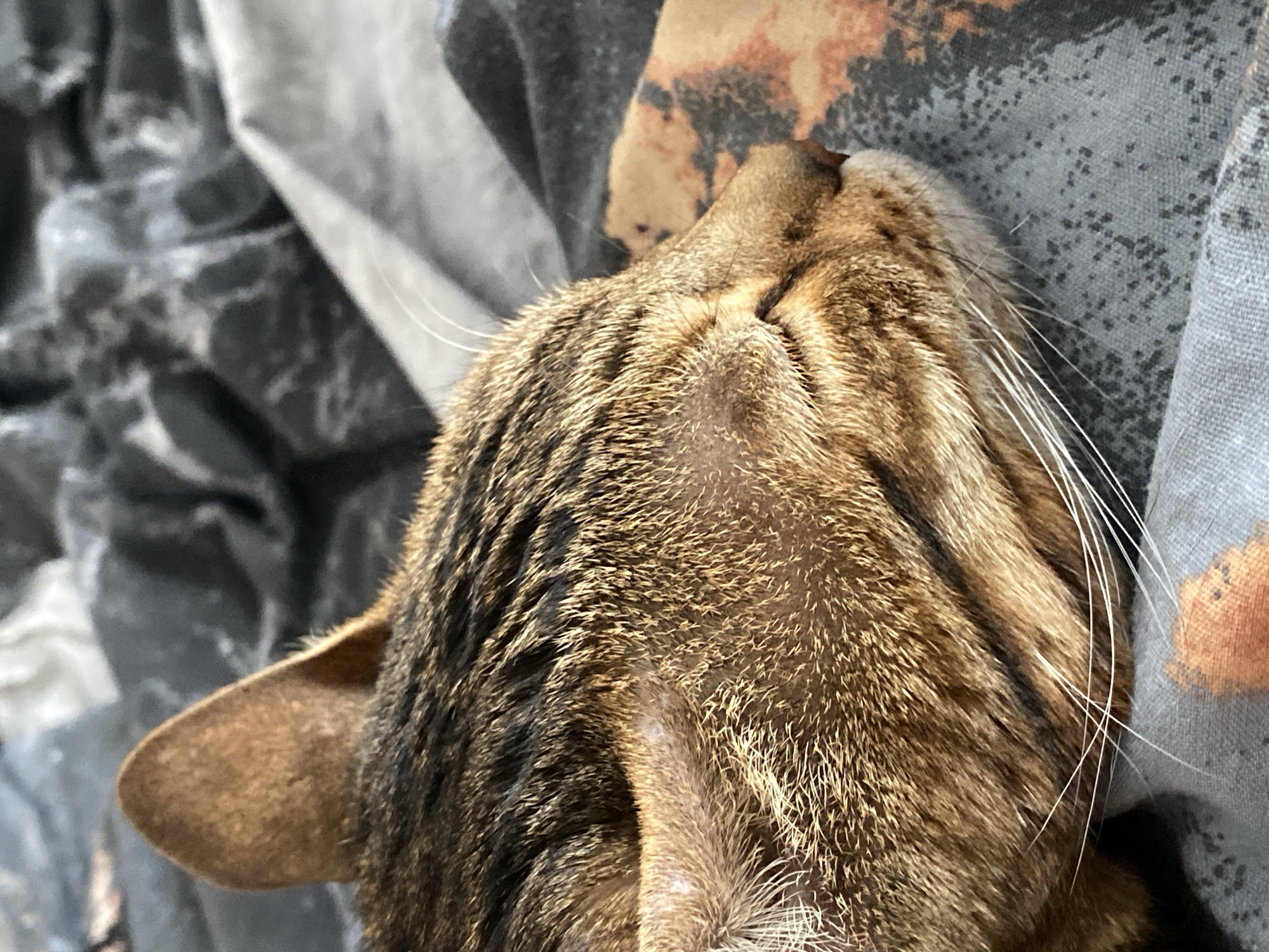 A close-up shot depicts the head of a tabby cat resting on patterned bedding. The cat's fur is a mix of brown and dark brown stripes. The cat's ear is visible on the left side of the image. Its whiskers are white and extend to the right. The bedding consists of a gray, white, and brown pattern.
There is no evidence that the image was taken in the city of Chaikovsky, Russia.