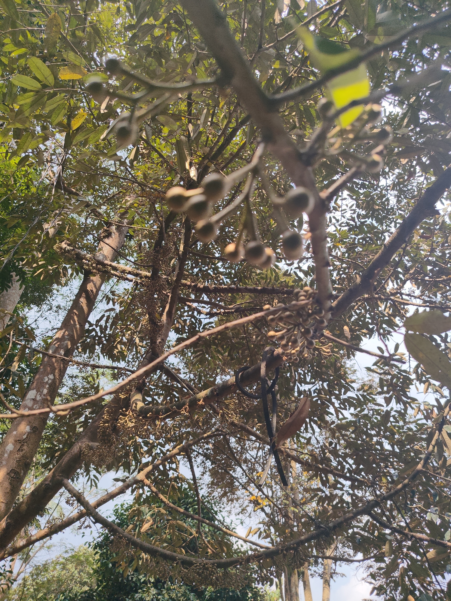 The image shows a close-up view looking up into the branches of a durian tree, with its fruit buds visible on the branches. The branches are brown and rough, with many smaller twigs. The leaves are green and numerous, obscuring much of the sky, which appears to be a light blue. Sunlight filters through the leaves, creating dappled lighting. The durian tree is in a natural, outdoor environment, likely a plantation or orchard, given the presence of multiple trees and the focus on the fruit-bearing branches. This scene is typical of agricultural areas and could be found in Tasikmalaya, Indonesia, a region known for its durian production. There are no people or animals visible in the image.
