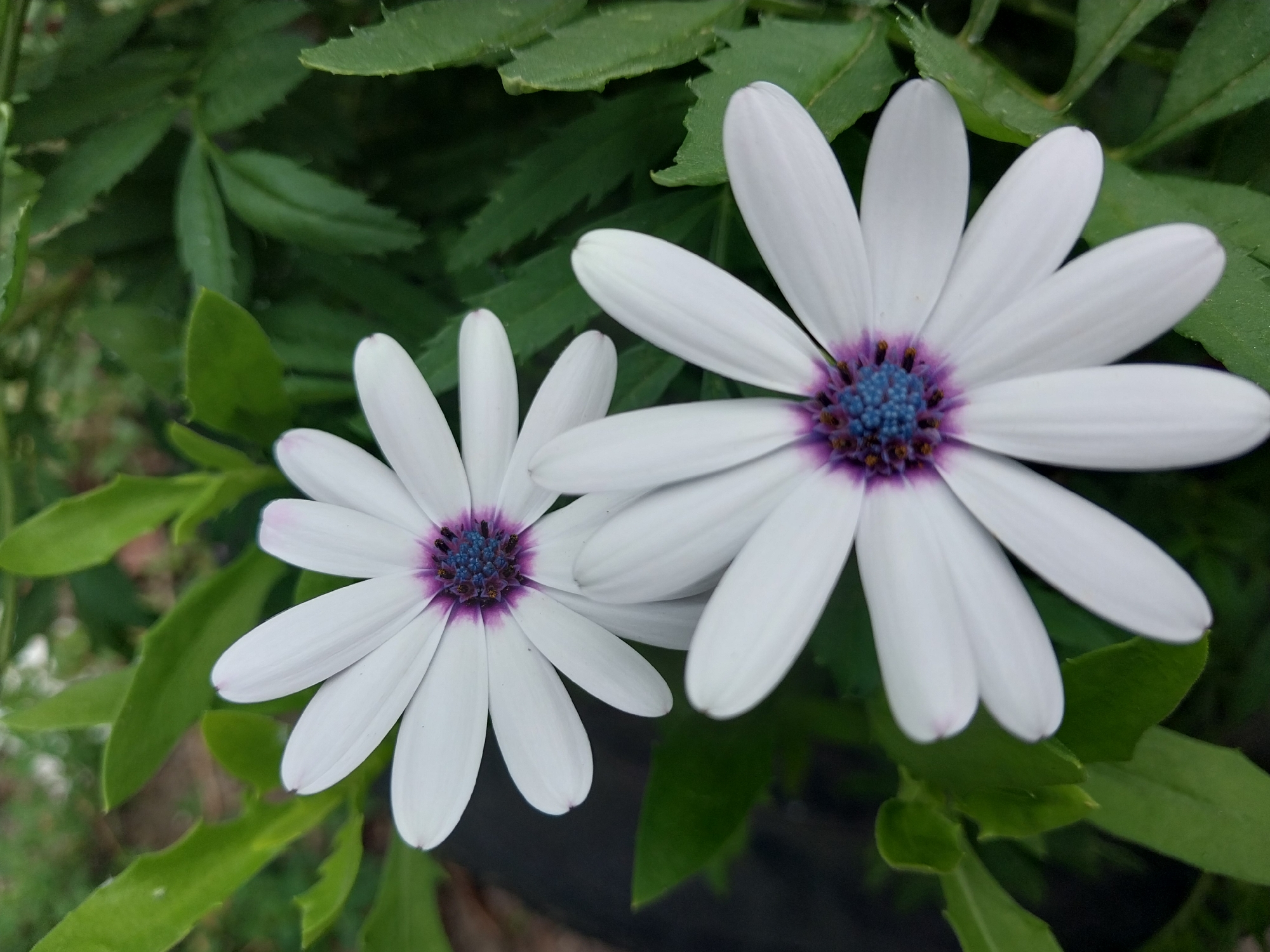 Two white daisy-like flowers with purple and blue centers are in focus against a blurred green leafy background. The flowers are positioned in the foreground, with the one on the left slightly higher than the one on the right. The image is taken from a close-up perspective, highlighting the delicate petals and intricate details of the flower centers. The environment appears to be outdoors, possibly a garden or park. The specific location in the city of Dnipro, Ukraine, cannot be determined from the visual information provided. There are no people or actions depicted in the image.