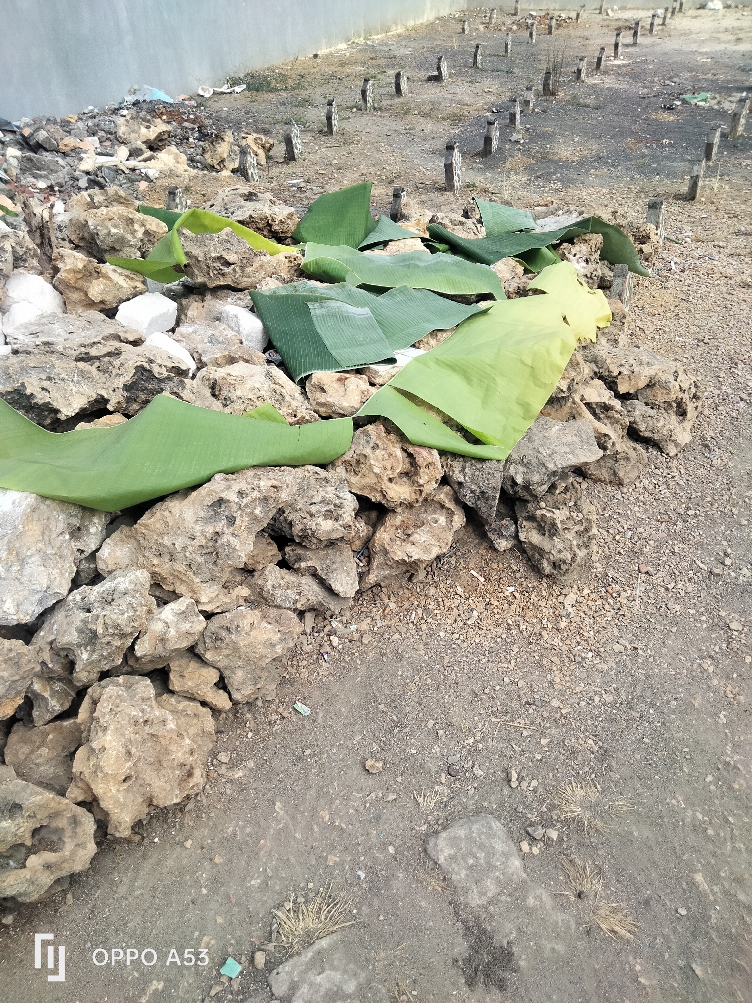 The image shows an outdoor scene in Badung, Indonesia, with a graveyard in the background. In the foreground, a pile of large, rough rocks is covered with several large, green banana leaves. Some of these leaves appear wilted or discolored, with one showing a yellowish hue. Behind the pile of rocks, the ground is covered with small gravel and dirt. Further back, numerous small, upright stones, some with carved detailing, mark graves in a sparsely vegetated area. A light-colored concrete wall runs along the left side of the background, and the overall impression is one of a neglected or undergoing maintenance site. The ground is a mix of gravel, soil, and scattered debris.