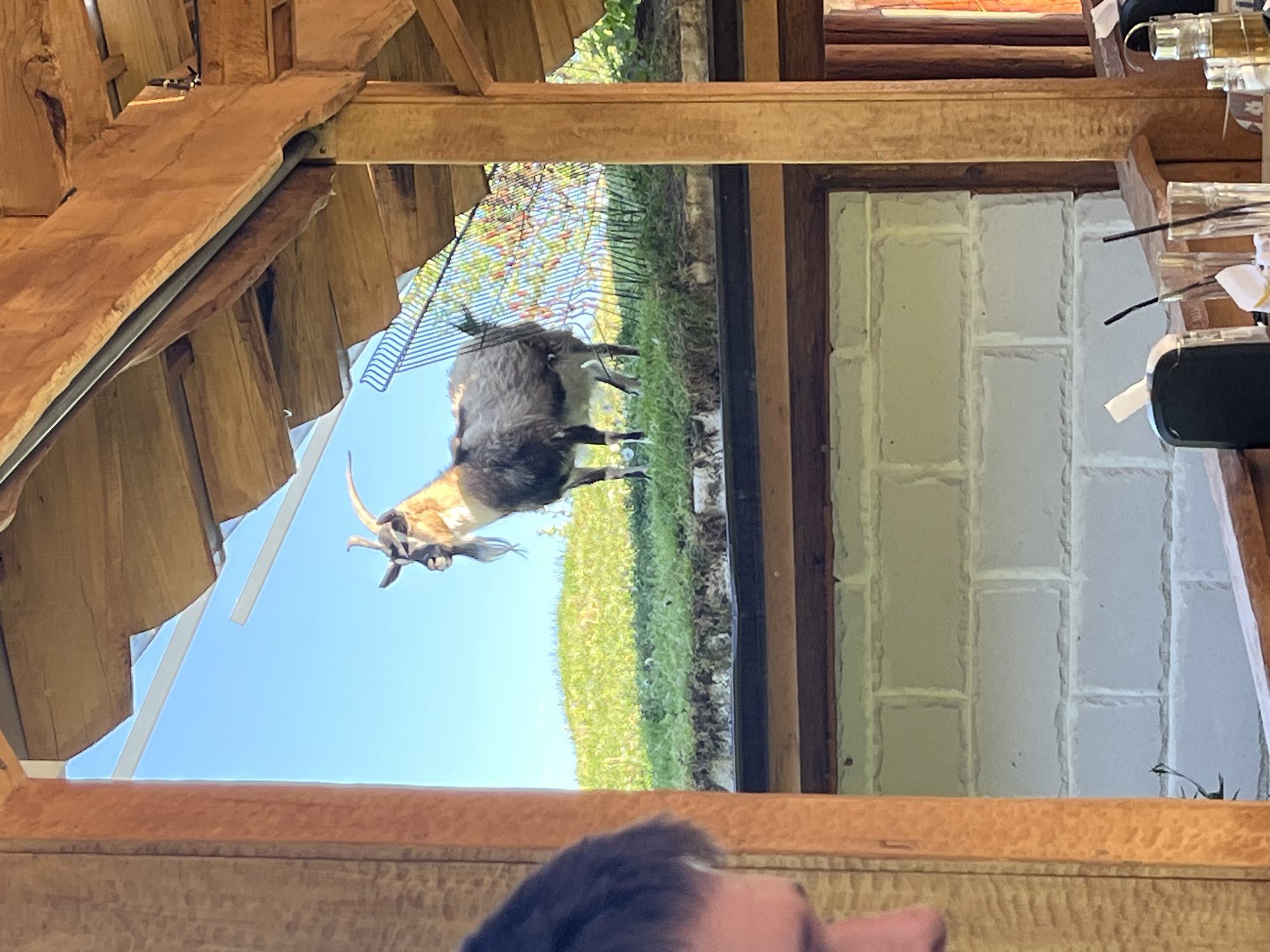 The image captures a medium-sized goat in a green field with a fence, viewed through the wooden framework of a building. The structure has a wooden roof and a window. A man's head is partially visible in the foreground. The location is Unknown, Unknown.