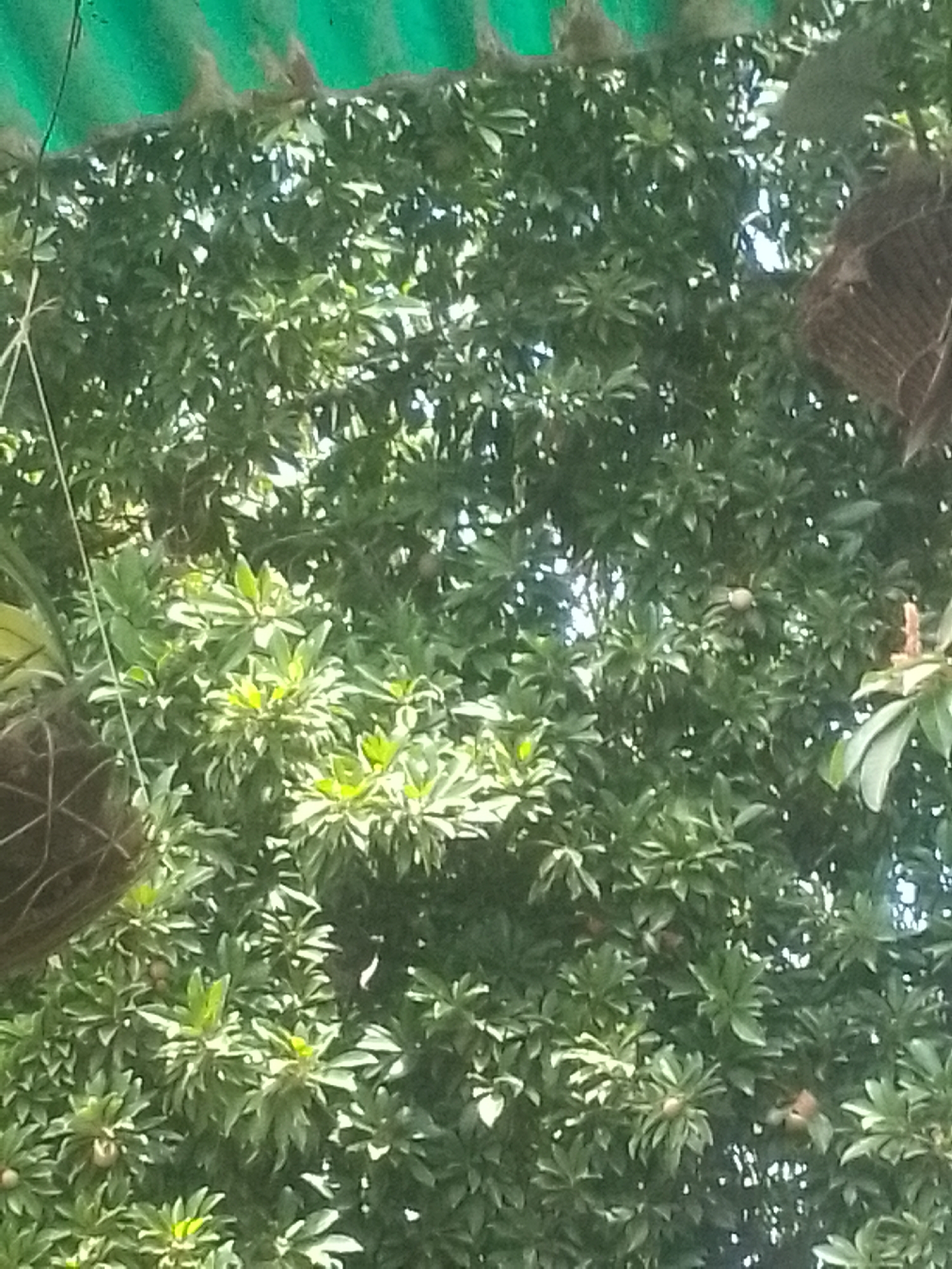 The image shows a dense canopy of green leaves, possibly a tree or several trees close together. There are a few round, brown fruits visible among the leaves. Two hanging baskets are partially visible on the left and right sides of the frame. There is a green mesh-like material at the top of the image, possibly a canopy or netting. The overall scene appears to be in a garden or natural environment. The location in Juan Griego, Venezuela is inferred.
