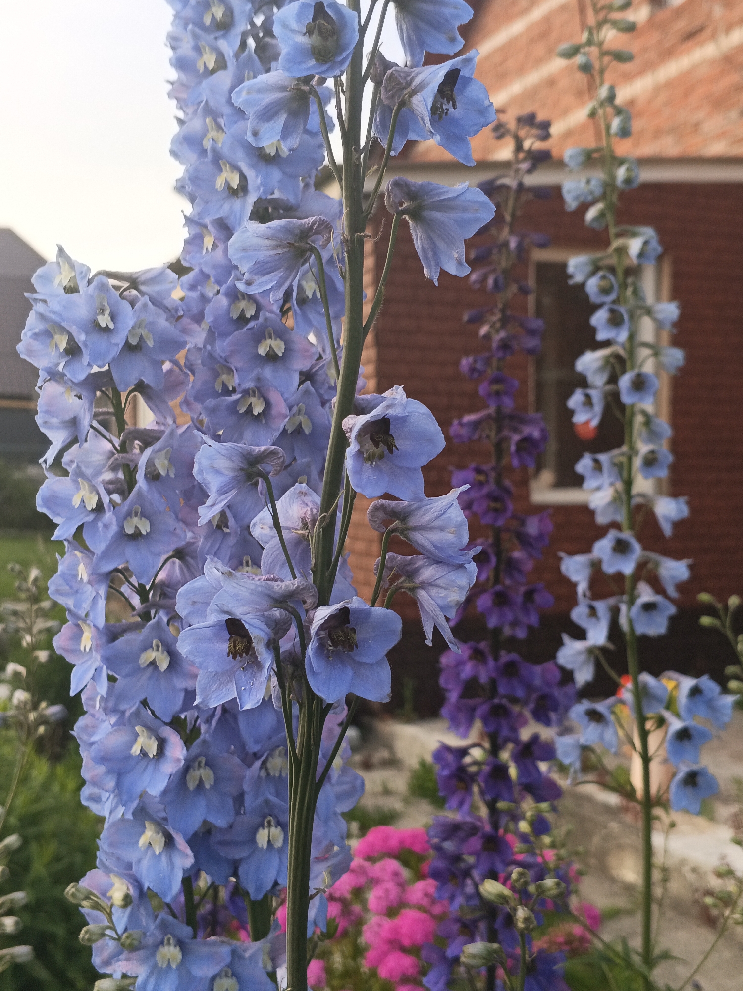 A cluster of tall, pale blue delphinium flowers is in the foreground, with their delicate petals facing various directions. Behind them, in softer focus, are spikes of darker purple delphiniums and a dense patch of bright pink flowers. The background features a reddish-brown brick building with a window, suggesting a residential area. The overall scene depicts a vibrant flower garden in the city of Medvedyovka, Russia, likely during a warm season.