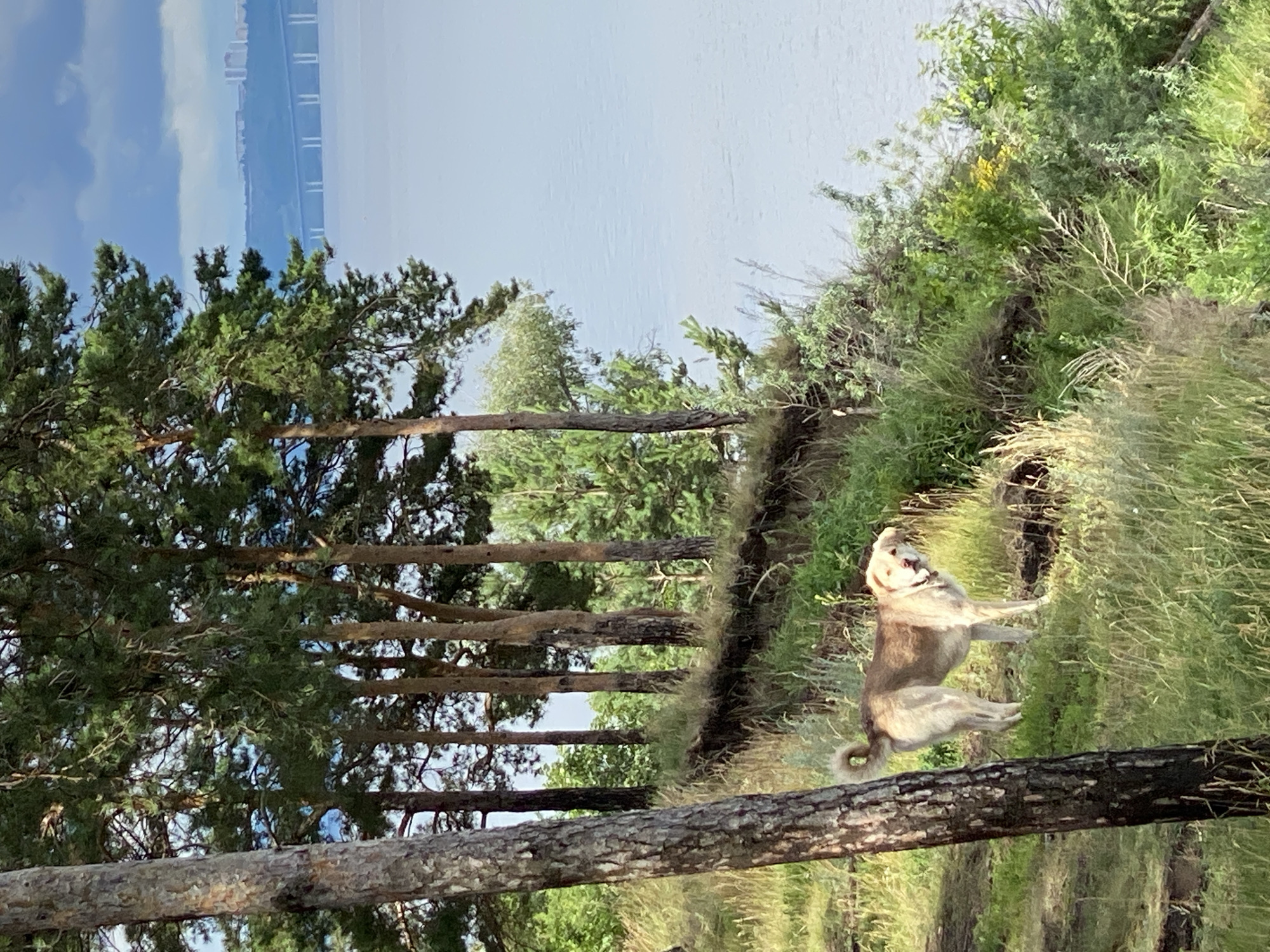 This media file depicts a scenic view of a body of water, possibly a river or lake, in Leninsky, Russia. The foreground is dominated by pine trees with thick trunks and branches, some of which have fallen horizontally across the scene. In the middle ground, a light-colored dog is perched on a grassy incline, with its mouth open and head turned towards the viewer, appearing to be panting or barking. The dog is light brown and grey, with a curled tail. The background reveals a vast expanse of water under a bright, clear sky. In the far distance, across the water, a long bridge or elevated structure is visible. The overall setting is a natural landscape with lush green vegetation and trees, suggesting it is daytime and likely pleasant weather. The presence of the bridge hints at an inhabited or industrial area nearby, contrasting with the natural beauty of the foreground. The image is oriented vertically, with the sky at the top and the ground at the bottom, but the content is rotated 90 degrees clockwise.
