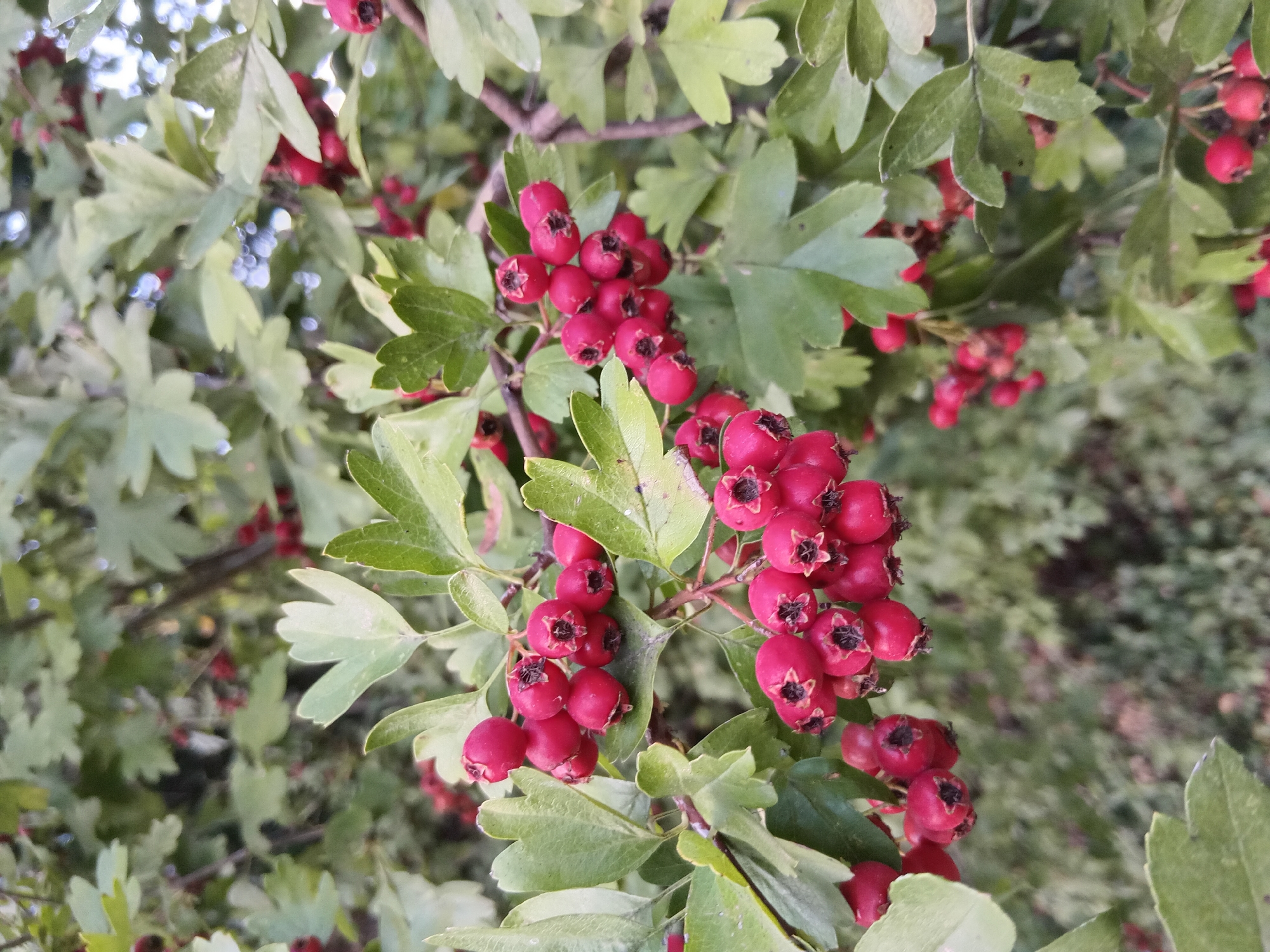 The image is a close-up, eye-level photograph of a hawthorn tree branch laden with ripe, red berries. The berries are small, round, and clustered together, with some appearing slightly oblong. They have a dark, star-shaped calyx remnant at the bottom. The leaves of the tree are a muted green, with lobed edges. The background is blurred, showing more foliage and suggesting an outdoor environment. The image appears to be taken in an urban setting, as indicated by the context of Weißenthurm, Germany. There are no people or animals visible in the photograph.