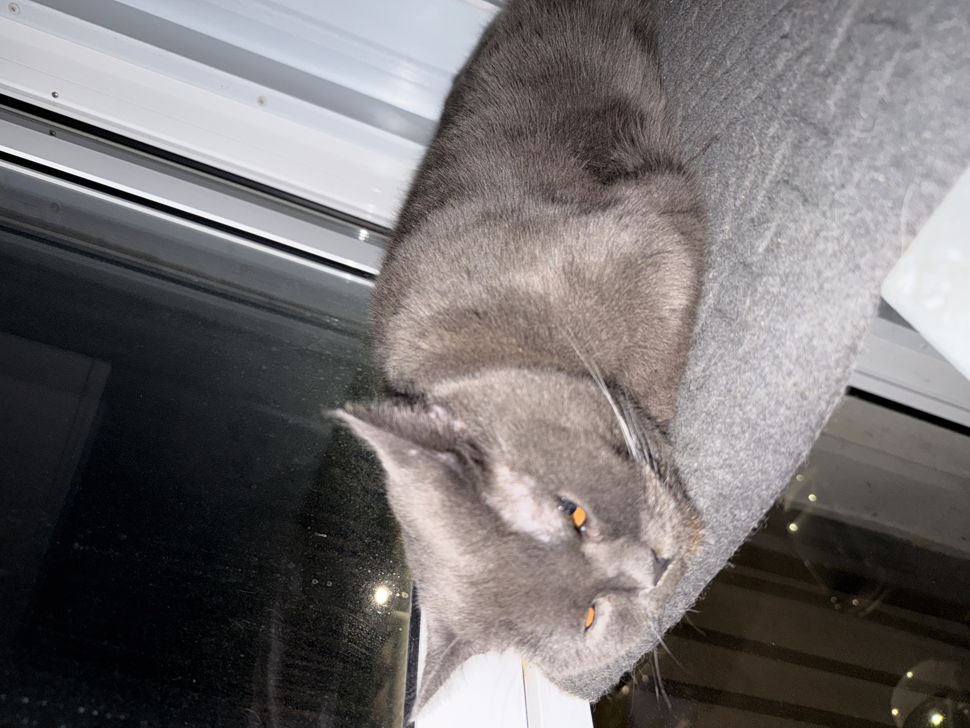 A grey cat with bright orange eyes rests on a grey cushion by a window. The cat's fur is short and dense, with subtle darker stripes visible on its back. Its head is turned to the left, with its eyes partially closed. The window shows a dark exterior, with some blurred lights visible in the reflection. The window frame is white. The scene appears to be indoors, with the cat positioned on a window seat or ledge. The overall lighting is dim. There are no people present. The location is identified as Tsiolkovsky, Russia.