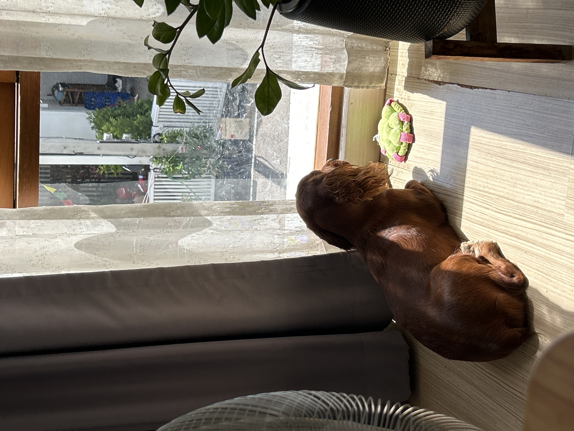 A medium-sized, short-haired, auburn dog lies on its belly on a light-colored, wood-patterned floor, facing a window. Sunlight streams in through the window, casting shadows. To the dog's right is a green and pink stuffed toy. A large, dark gray curtain hangs on the left side of the frame, partially obscuring a white, patterned sheer curtain in front of the window. A black planter with a green leafy plant is visible to the right of the window. Outside the window, a street scene is visible with a white fence, vegetation, utility poles, and buildings. The location is identified as Chang Phueak, Thailand.