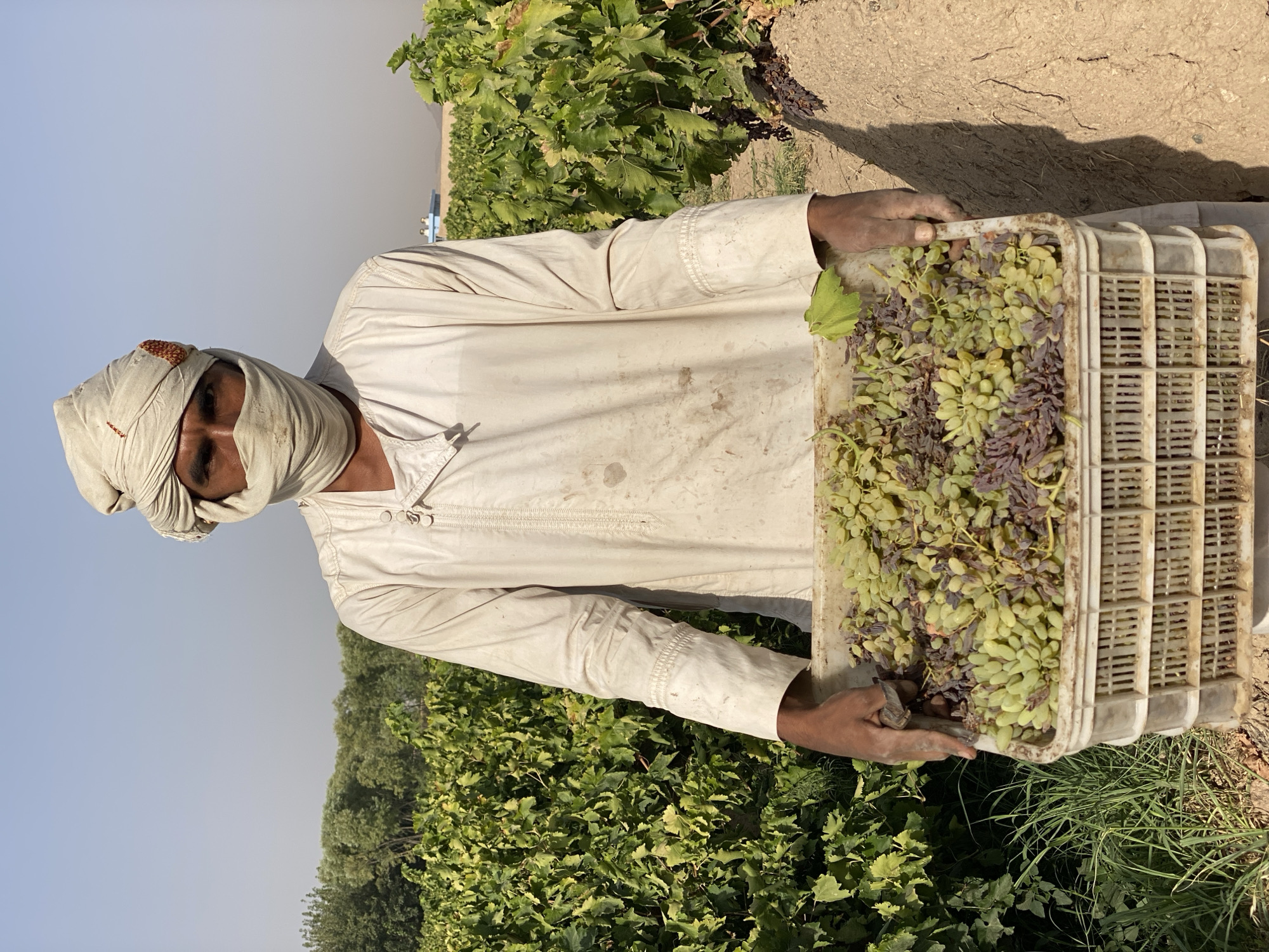 A man stands in a vineyard, holding a plastic crate filled with grapes. He is wearing a white turban that covers his head and a light-colored, long-sleeved garment. His face is partially covered by a cloth wrapped around his lower face. The vineyard appears to be in a rural area, with rows of grapevines stretching into the background. The sky is clear and the weather appears to be warm. The man is looking directly at the camera. The location is identified as Senjaray, Afghanistan.