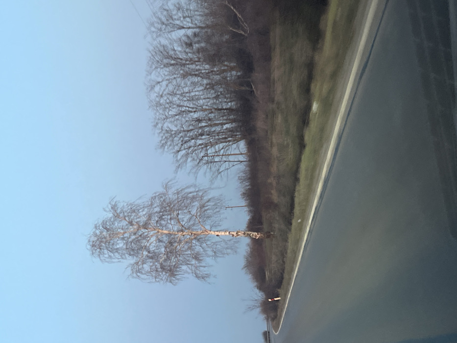 The image depicts a rural road scene in Osenets, Bulgaria, observed from a low angle, likely from a vehicle. The asphalt road, grey in hue, curves gently towards the left foreground, marked by a continuous white line on its right edge. A narrow strip of green and brown grass runs alongside the road, separating it from an elevated bank covered in dry, brown shrubs and bare deciduous trees.
A prominent, slender birch tree with light-colored bark and delicate, leafless branches stands on the bank, roughly centered vertically and to the left of the image's horizontal midpoint. Behind this birch, a denser cluster of bare trees forms a dark mass against the sky. Two wooden utility poles are visible within and behind this cluster of trees. A red and white reflective road marker post is positioned on the immediate right of the road's curve in the mid-ground. The sky above is a clear, pale blue, suggesting either dawn or dusk. There are no people, vehicles (other than the implied camera platform), or overt actions depicted.