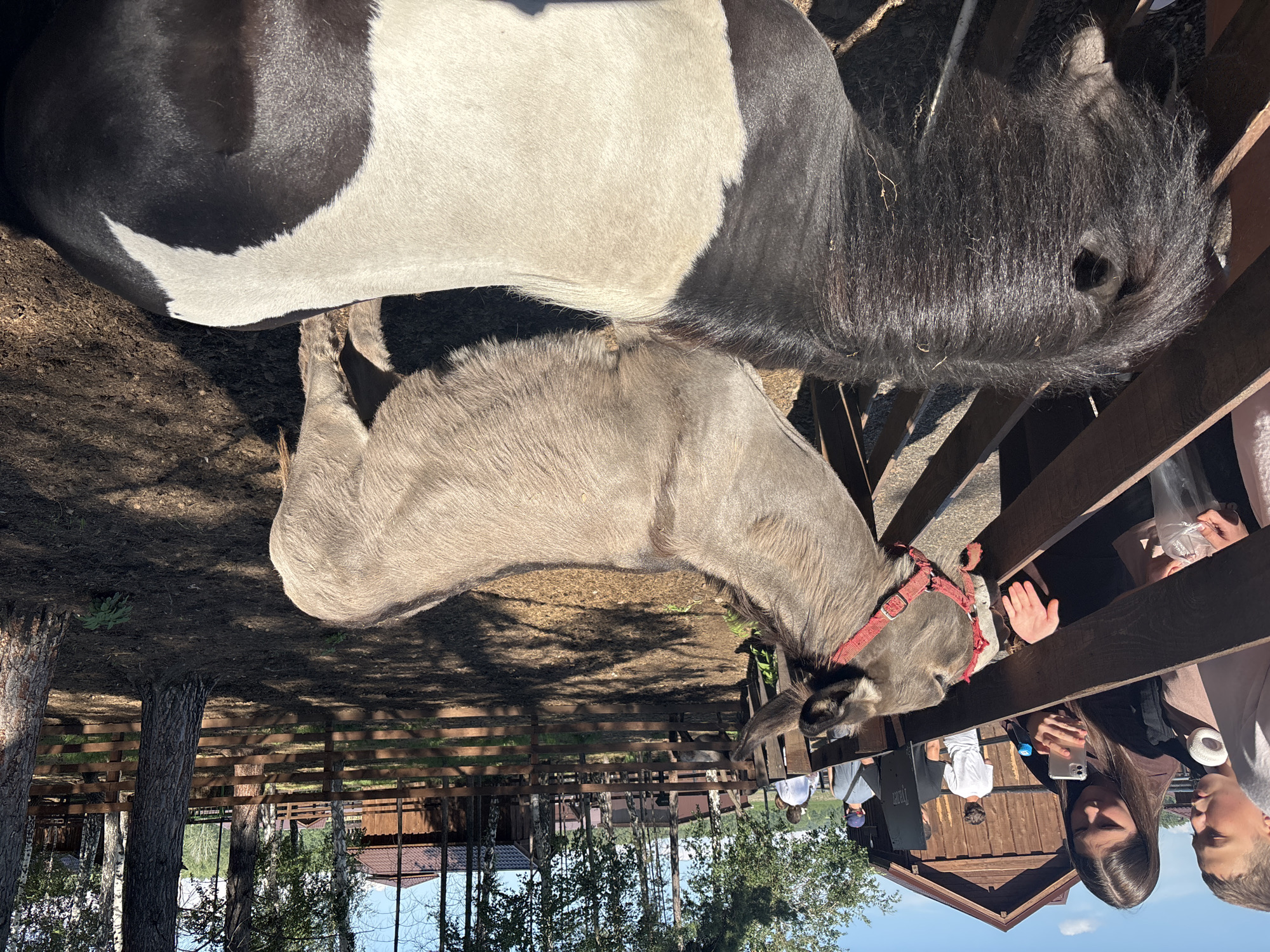In Startsevo, Russia, at a rural attraction, two young people, a male and a female, stand by a wooden fence, interacting with two animals. The female is holding her phone, appearing to take a photo. A grey donkey with a red halter is positioned in front of them, leaning over the fence. In the foreground, a black and white miniature horse is visible, its head and neck turned away from the viewer. The environment is outdoors, with wooden buildings and trees in the background, suggesting a farm or petting zoo setting. The ground is dirt and hay. The weather is sunny.