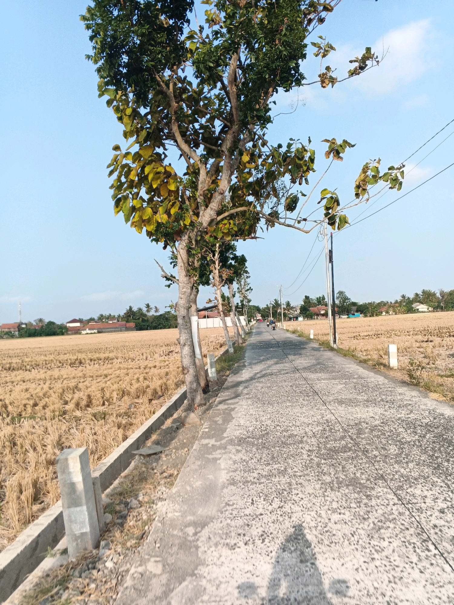 This is a photograph taken at eye level from a road perspective, looking forward. The road is paved with asphalt and extends into the distance, curving slightly to the left. On the left side of the road, there is a dry, golden-colored field, likely harvested rice paddies. A low concrete barrier with stone pillars runs along the edge of the field. A row of trees with sparse green and yellow leaves stands between the road and the field. The trees have rough bark and their branches reach towards the sky. On the right side of the road, the field continues, and in the distance, there are some houses with red tile roofs and green trees. There are also utility poles with wires running along the side of the road. The sky is clear and light blue. The lighting suggests it is daytime, possibly late afternoon due to the shadows. There are some faint clouds in the sky. The overall impression is a rural landscape with a road leading through agricultural land.