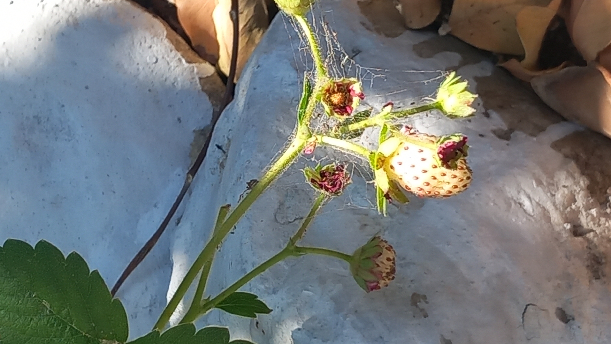 A close-up, vertical shot captures a strawberry plant with immature strawberries and wilting flowers against a pale, textured background, possibly rocks or concrete. The plant's stem and thin branches are visible, intertwined with delicate spiderwebs. A single, pale strawberry, dotted with red seeds, is the most prominent subject, situated in the lower center of the frame. To its left, a small, unopened strawberry bud hangs, and to its right, a few wilting, reddish-pink flowers are visible, some covered by the spiderwebs. The background consists of large, smooth, light-colored surfaces that appear to be rough and uneven in texture, with some dried leaves scattered in the lower right corner. The scene suggests an outdoor environment, possibly a garden or natural setting, in Άγιος Νεκτάριος, Greece. No people are present.