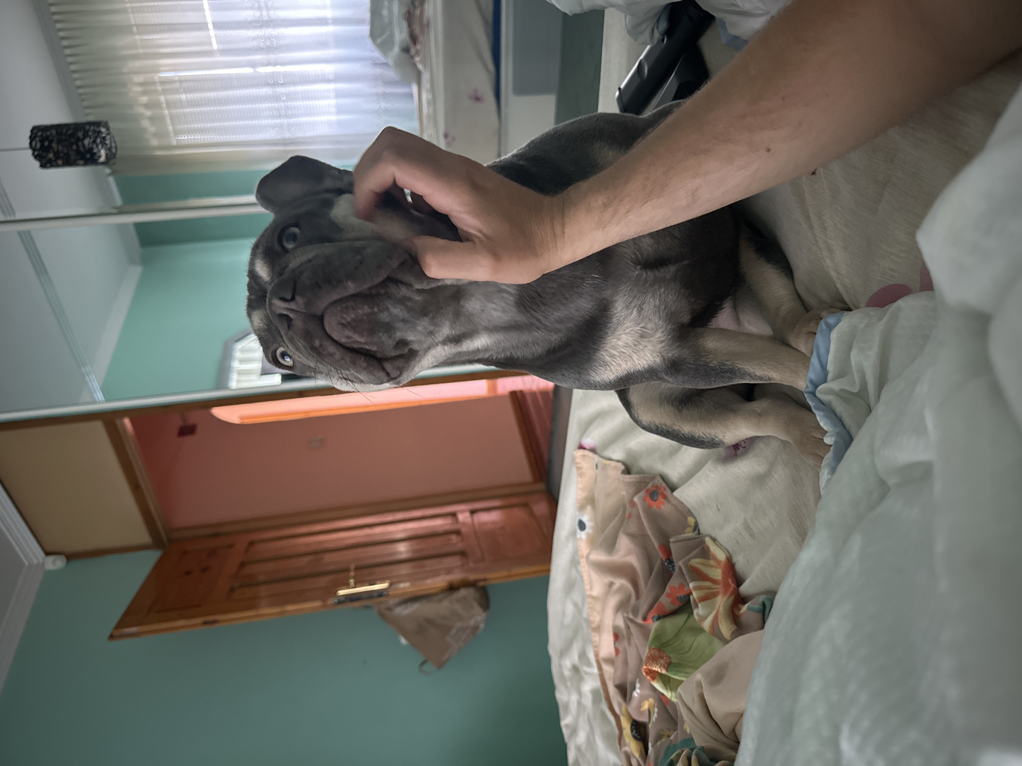 A French bulldog puppy with blue-gray fur and a surprised expression sits on a bed in what appears to be a bedroom. The puppy is being petted by a person's hand under its chin. The bed is covered with white sheets and some colorful patterned blankets. In the background, a wooden door is ajar, revealing a glimpse of another room with a pink wall. A large mirrored closet door reflects the room, showing a window with sheer white curtains and a black lampshade hanging from the ceiling. The walls of the room are painted a light teal color.