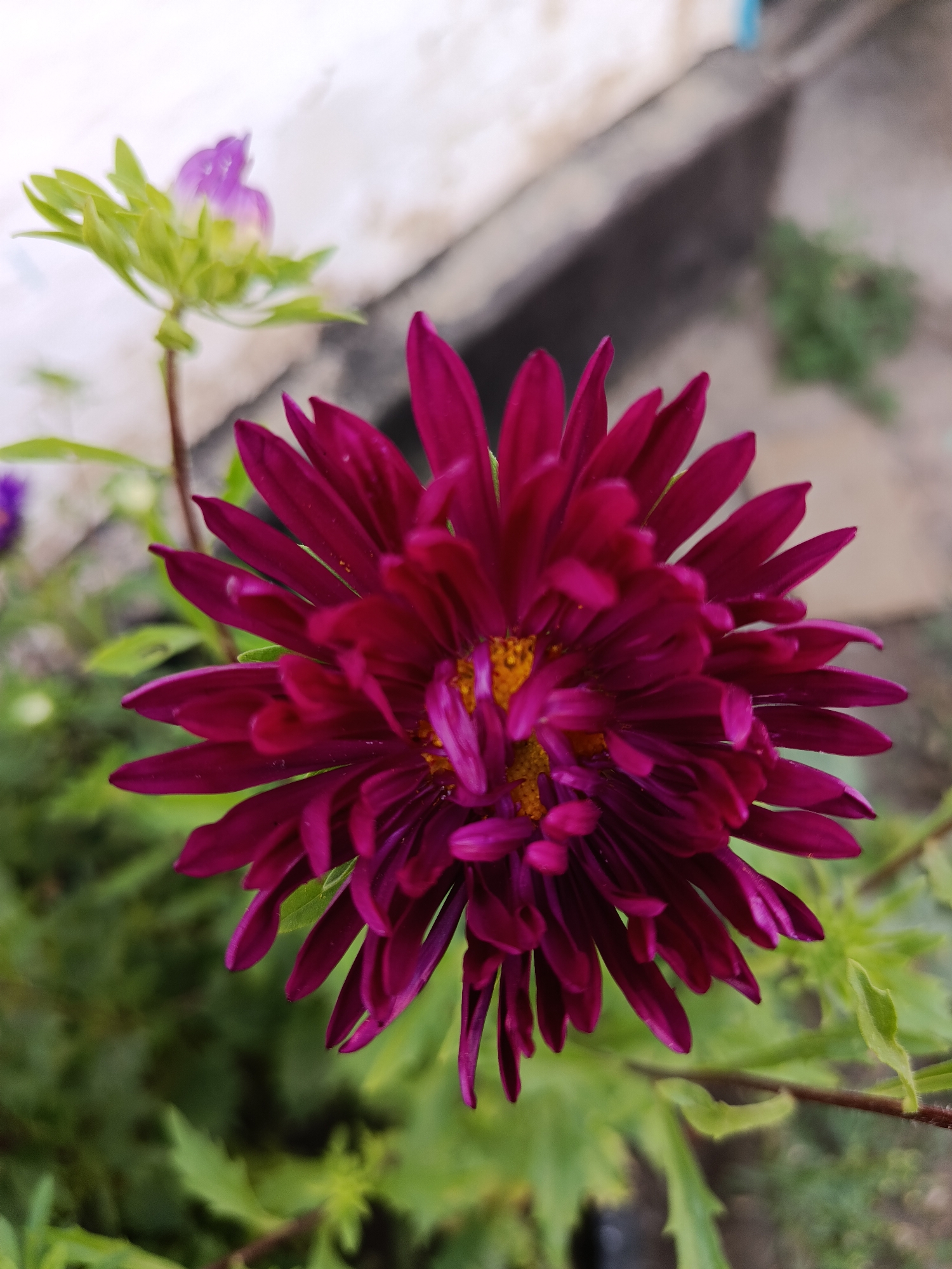 A close-up, eye-level shot captures a vibrant, deep magenta aster flower in full bloom. The flower dominates the center of the frame, its numerous ray florets unfurling outwards in a dense, layered pattern. The centers of the florets reveal small clusters of yellow stamens. To the left and slightly behind the main flower, a green stem supports a partially opened bud with hints of purple and green. The background is softly blurred, showing green foliage, a pale, textured wall, and a dark, indistinct ground. The overall impression is one of natural beauty and delicate detail. The location in Koilyk, Kazakhstan, is not visually represented in this image.